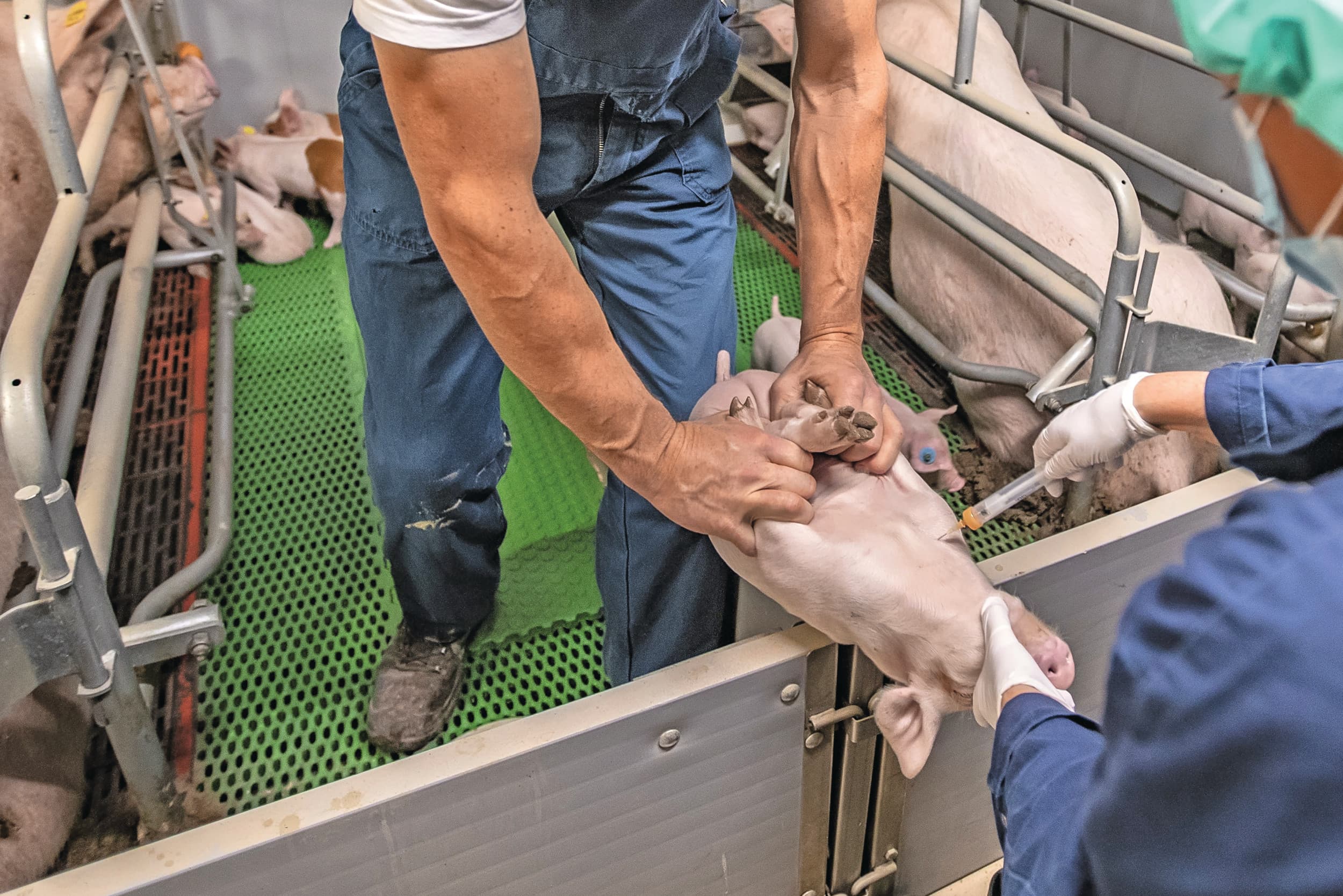 In 2026 zijn er drie verplichtingen voor varkenshouders inzake de nationale PRRS-aanpak. Naast een bedrijfsspecifiek plan van aanpak en een biosecuritycheck is dat ook monitoring door middel van bloedonderzoek. Foto: Ronald Hissink