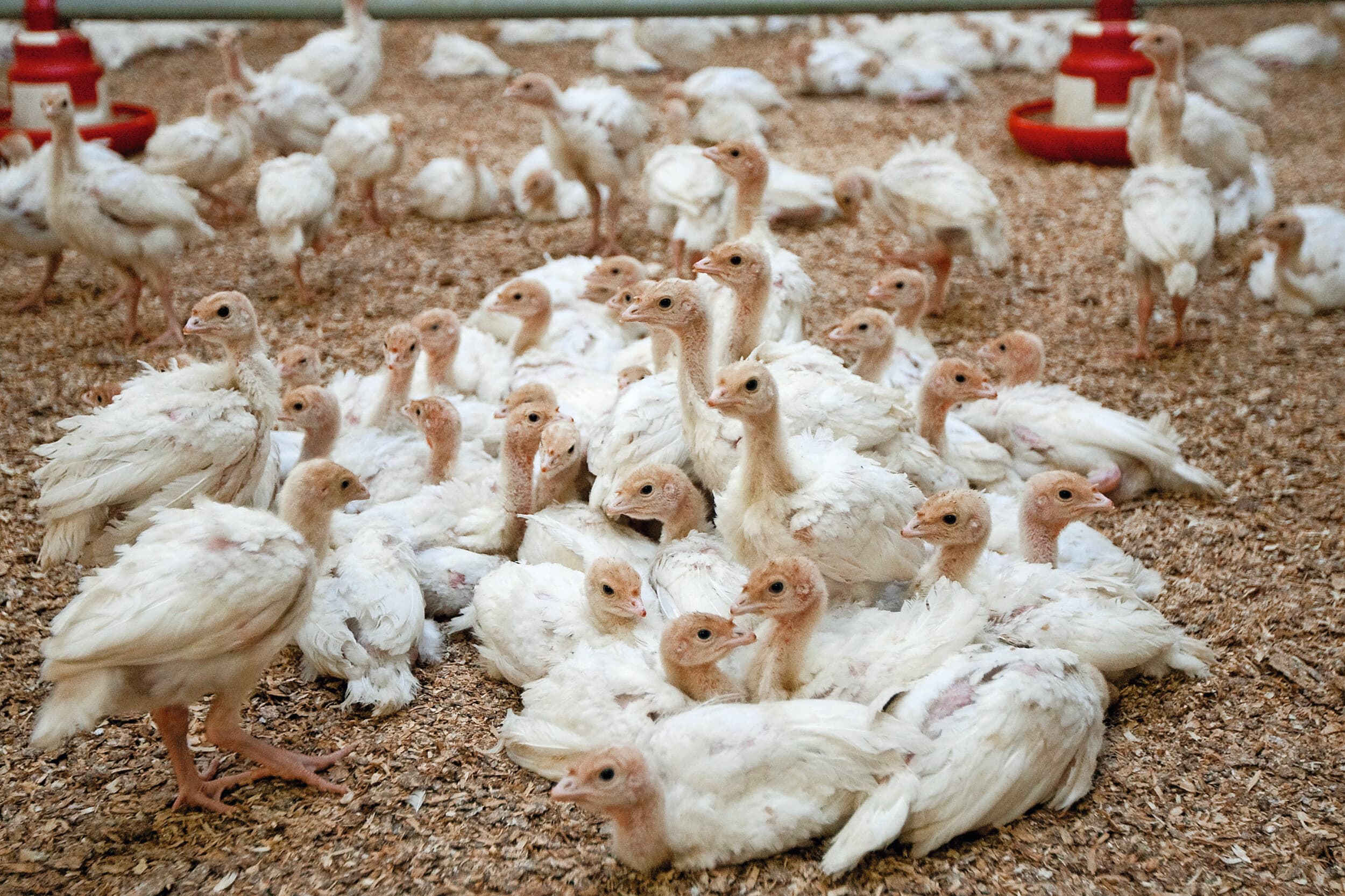 Bij jonge kalkoenen zonder voldoende immuniteit verloopt de infectie aanvankelijk langzaam. Foto: Ronald Hissink