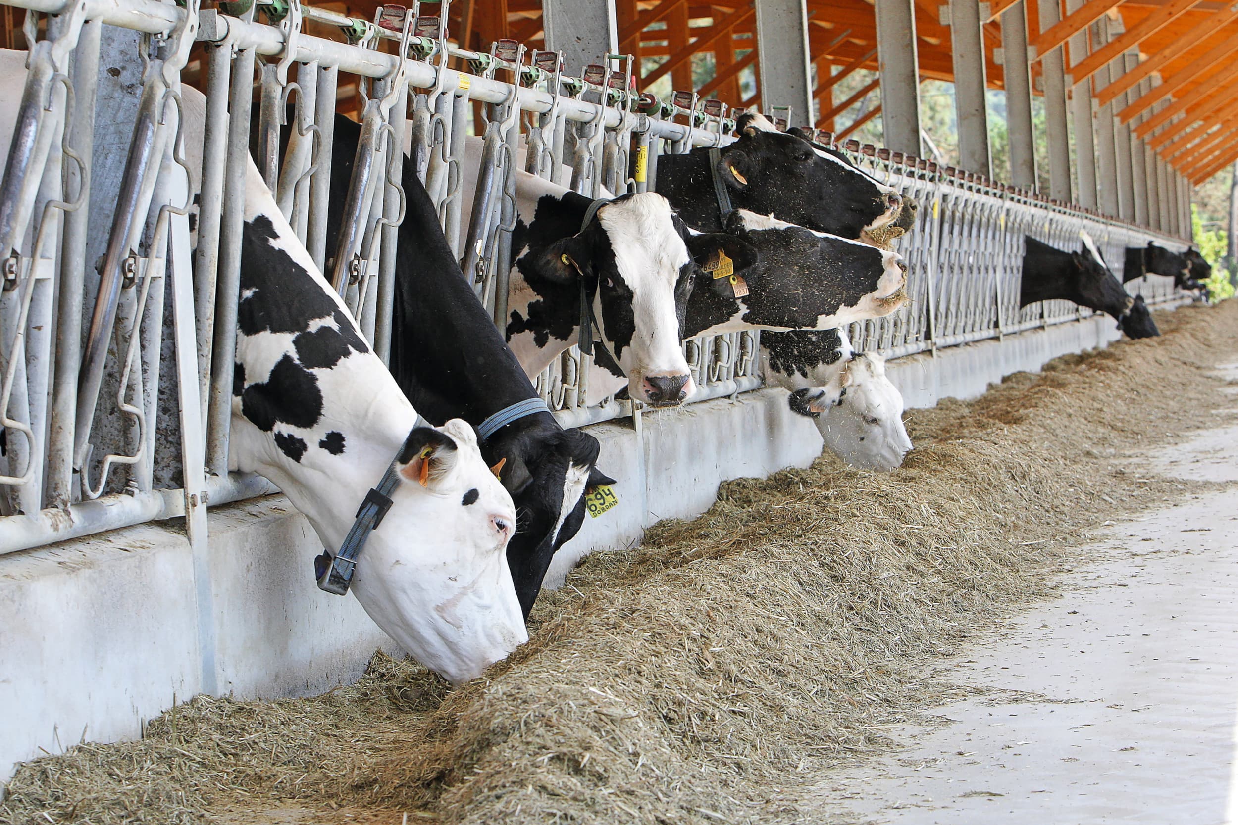 Melkvee op een bedrijf in Catalonië. Spanje telt iets minder dan 9.000 melkveehouders, zij produceren bijna 7,5 miljoen ton melk per jaar. Foto: Henk Riswick