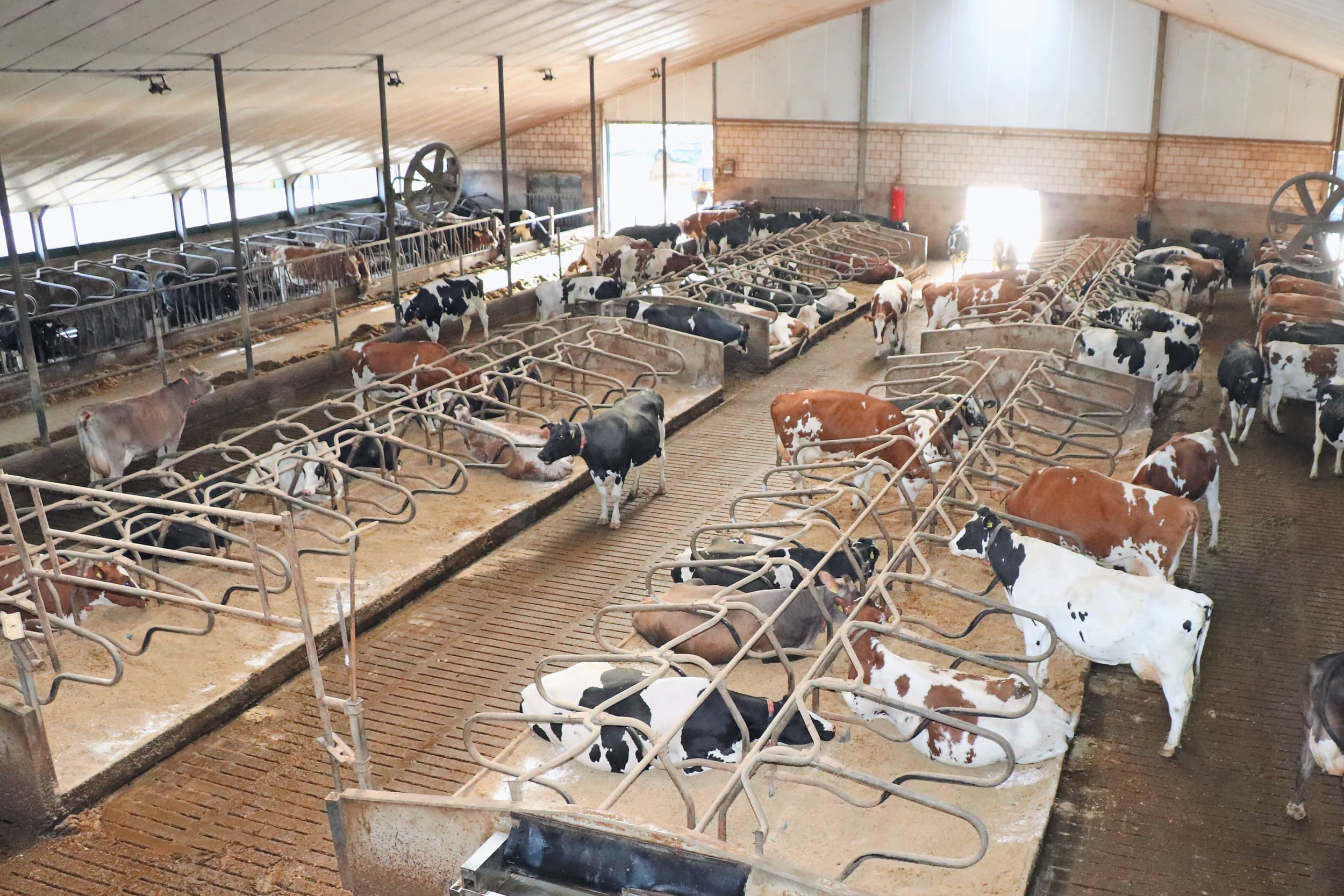 dekstieren fokken melkveehouder