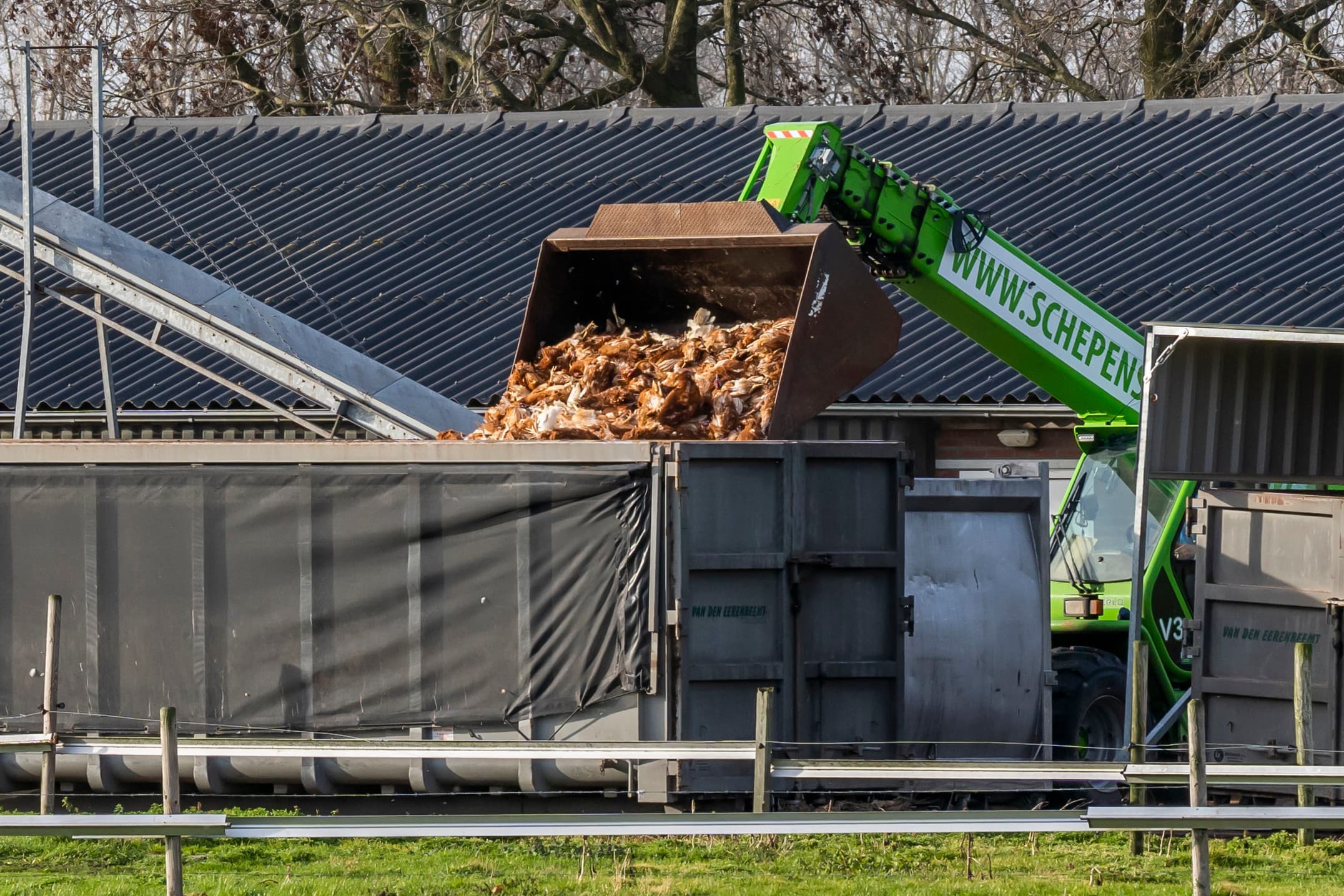 Ruiming vanwege vogelgriep. Halverwege 2025 zijn in Europa al meer dan 26 miljoen stuks pluimvee zijn geruimd. Foto: Bert Jansen