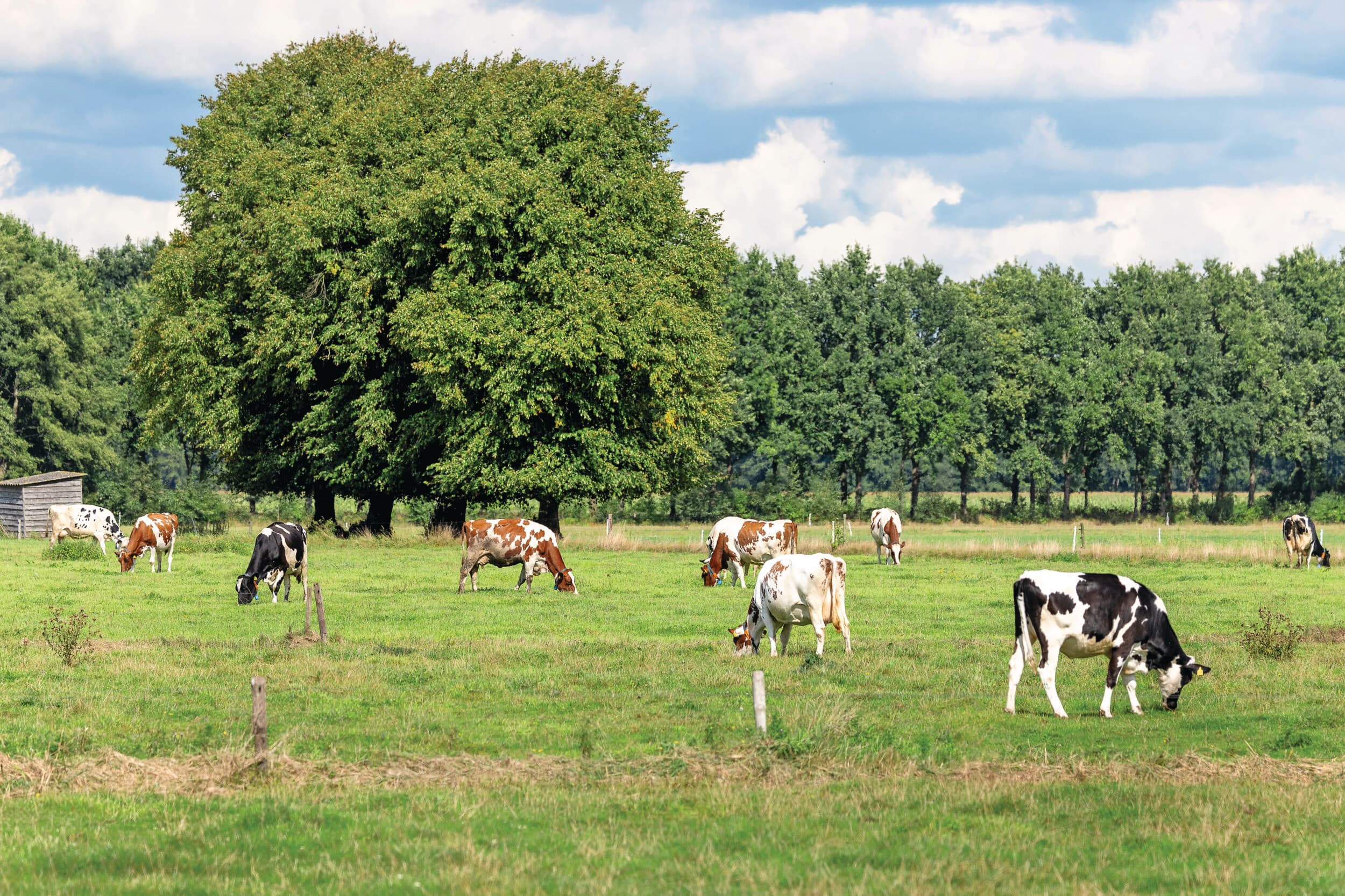 NAJK is tevreden en tegelijkertijd bezorgd over de stikstofaanpak van het kabinet, terwijl Agractie zeer fel reageert. LTO wil de plannen eerst beter bestuderen. Foto: Koos Groenewold