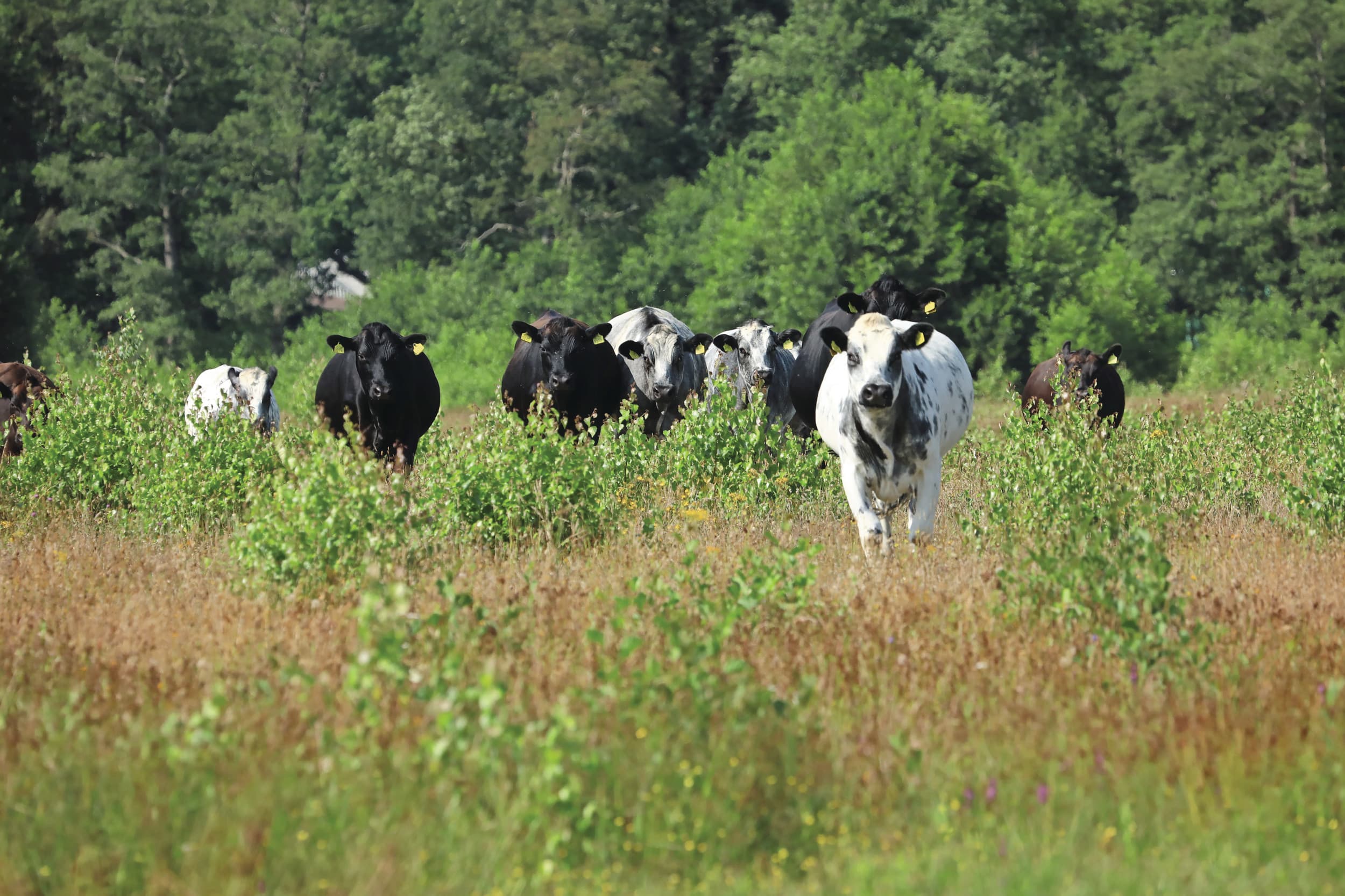 Acht boerenorganisaties hebben Gedeputeerde Staten van Gelderland een brandbrief gestuurd naar aanleiding van de Gelderse stikstofplannen. Foto: Henk Riswick