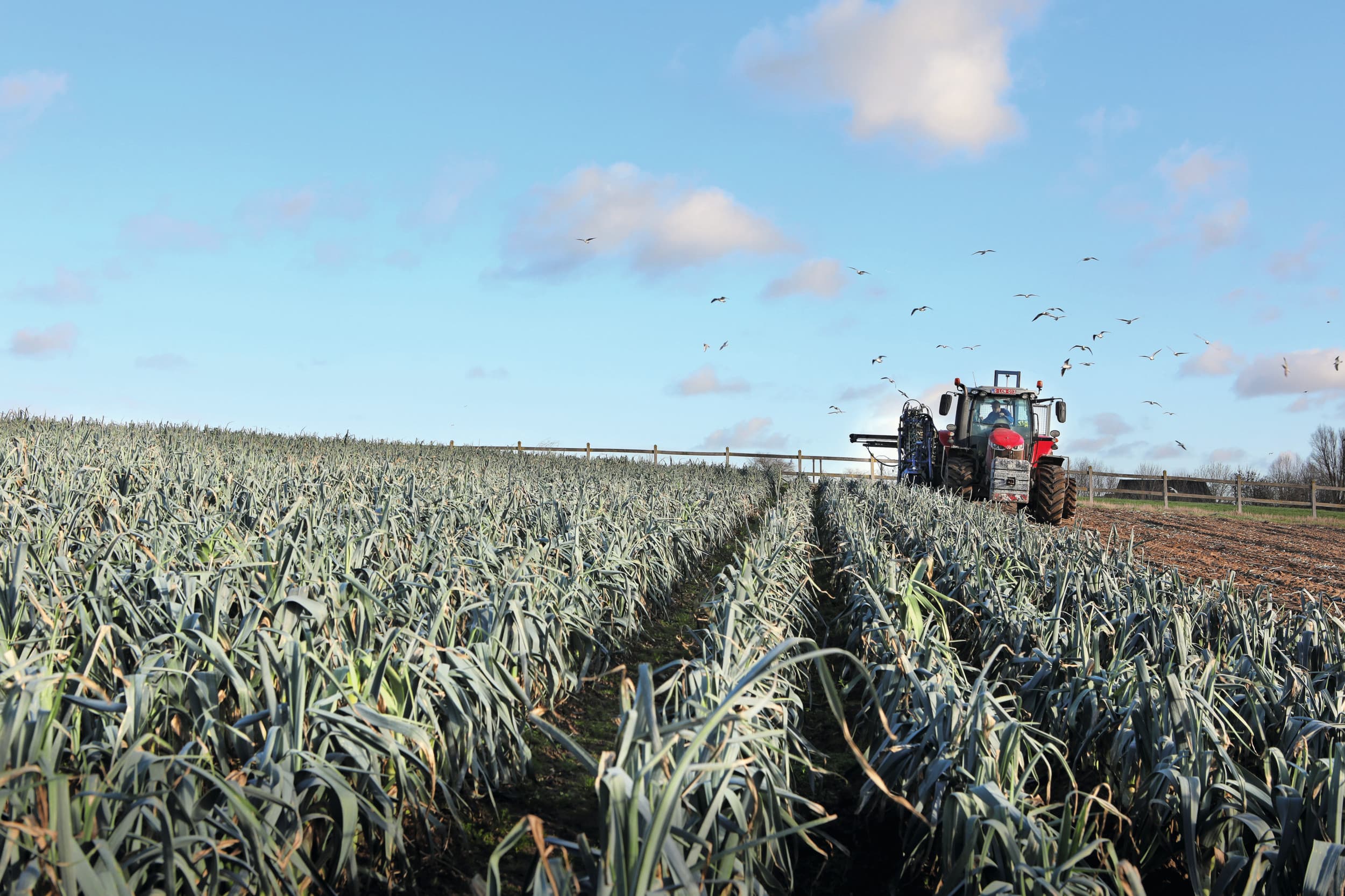 Het rooien van winterprei in december. Vergaderboer over de kloof tussen waardering voor boeren en het beeld in media en politiek. Foto: Fotostudio Atelier 68