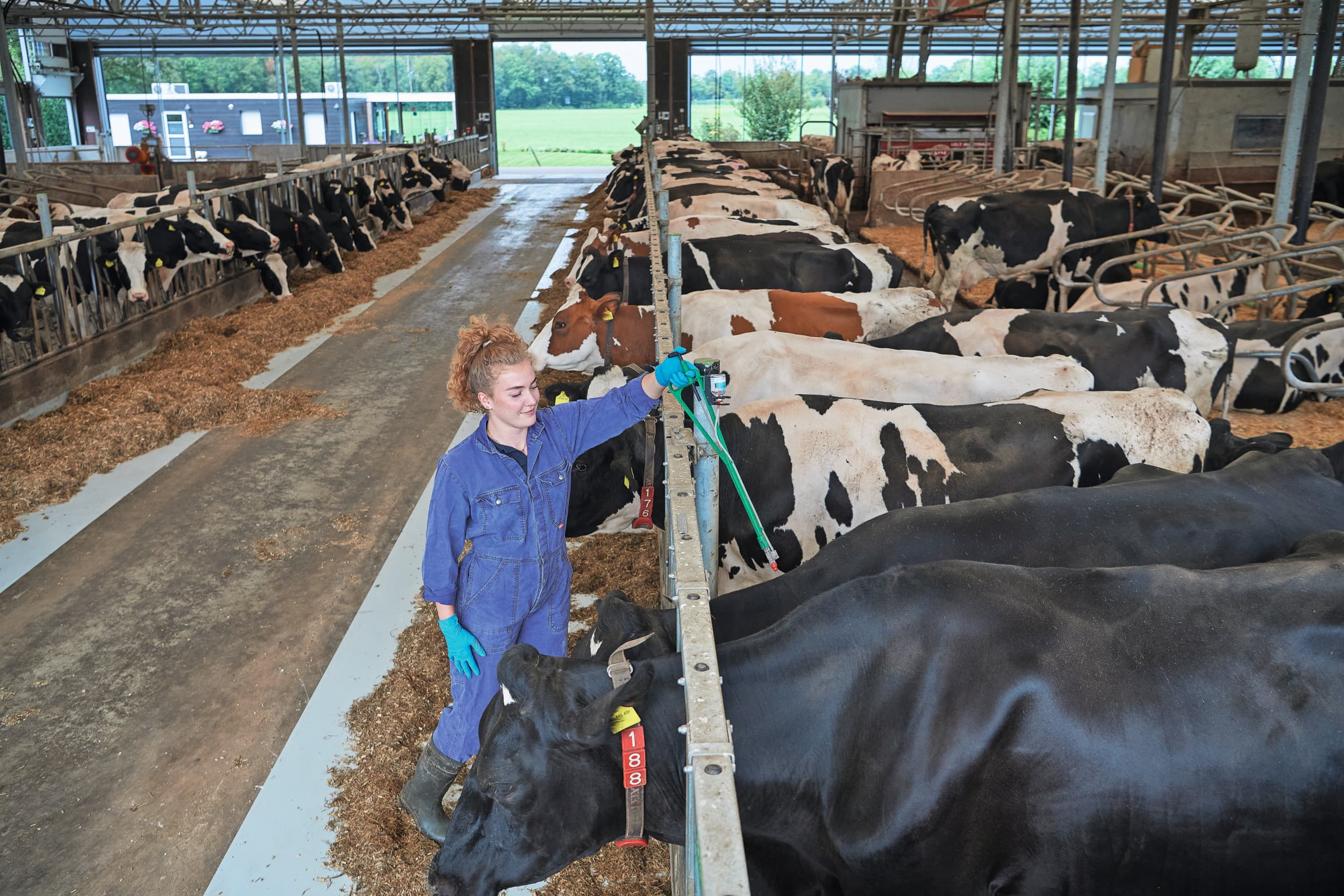 Iets meer dan de helft van de melkveebedrijven beschikt al over een IBR-vrije status. Een deel van de niet-vrije bedrijven werkt door middel van vaccinatie aan het uitbannen van de ziekte in zijn veestapel. Foto: Van Assendelft Fotografie