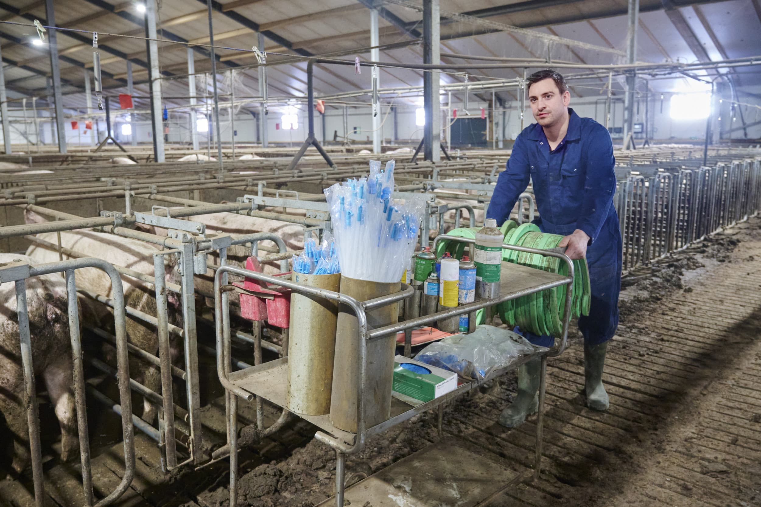 De inseminatie- en dragende zeugenstal vormen samen één grote ruimte. Hier moesten de nieuwe SPF-zeugen aan wennen. De vruchtbaarheidsresultaten gaan inmiddels weer de goede kant op en er worden 14,6 biggen per zeug gespeend. Foto's: Van Assendelft Fotografie