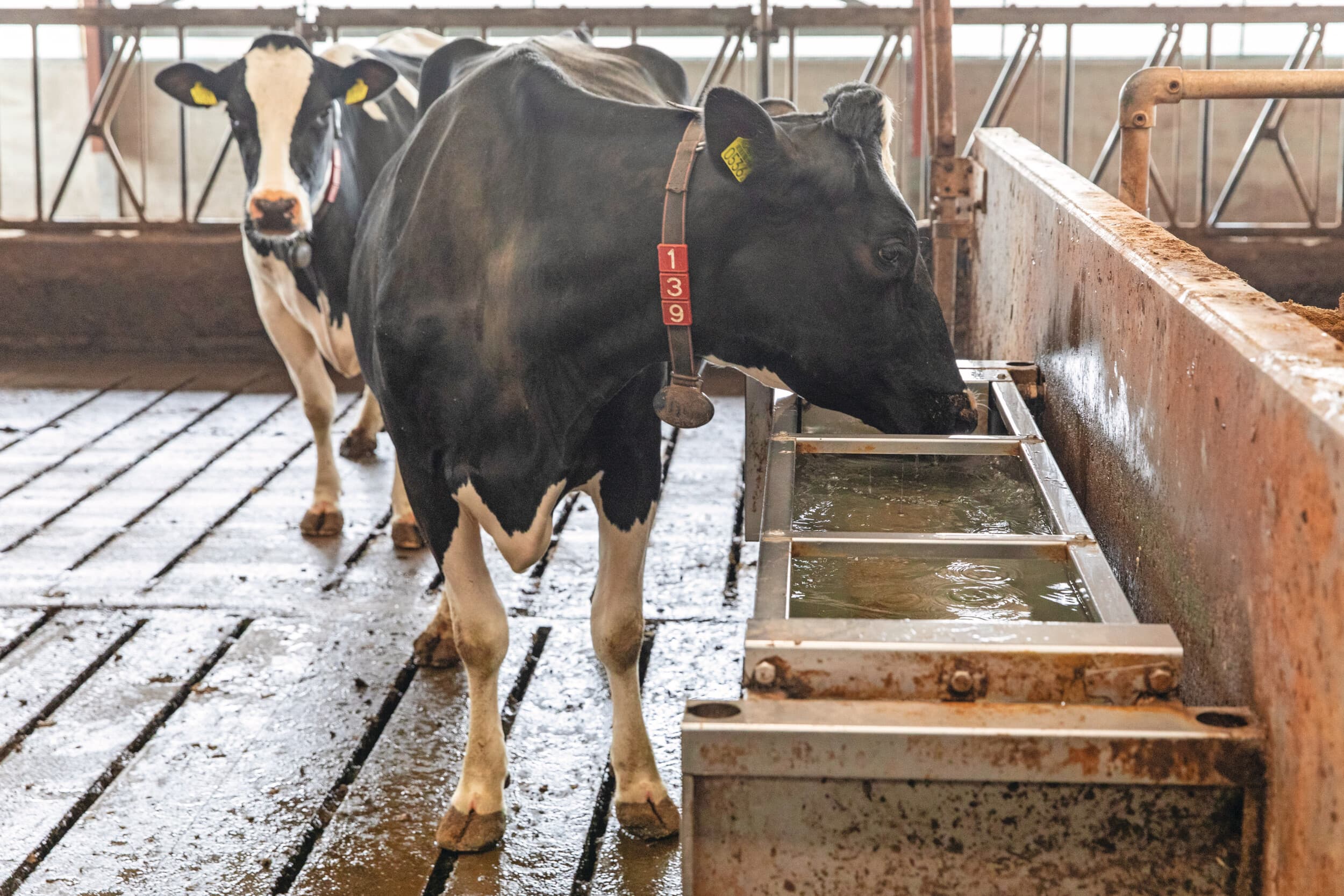 Koeien drinken heel voorzichtig als ze eerder ervaren hebben dat er lichte stroom (zwerfstroom) op een drinkinstallatie staat. Foto: Anne van der Woude