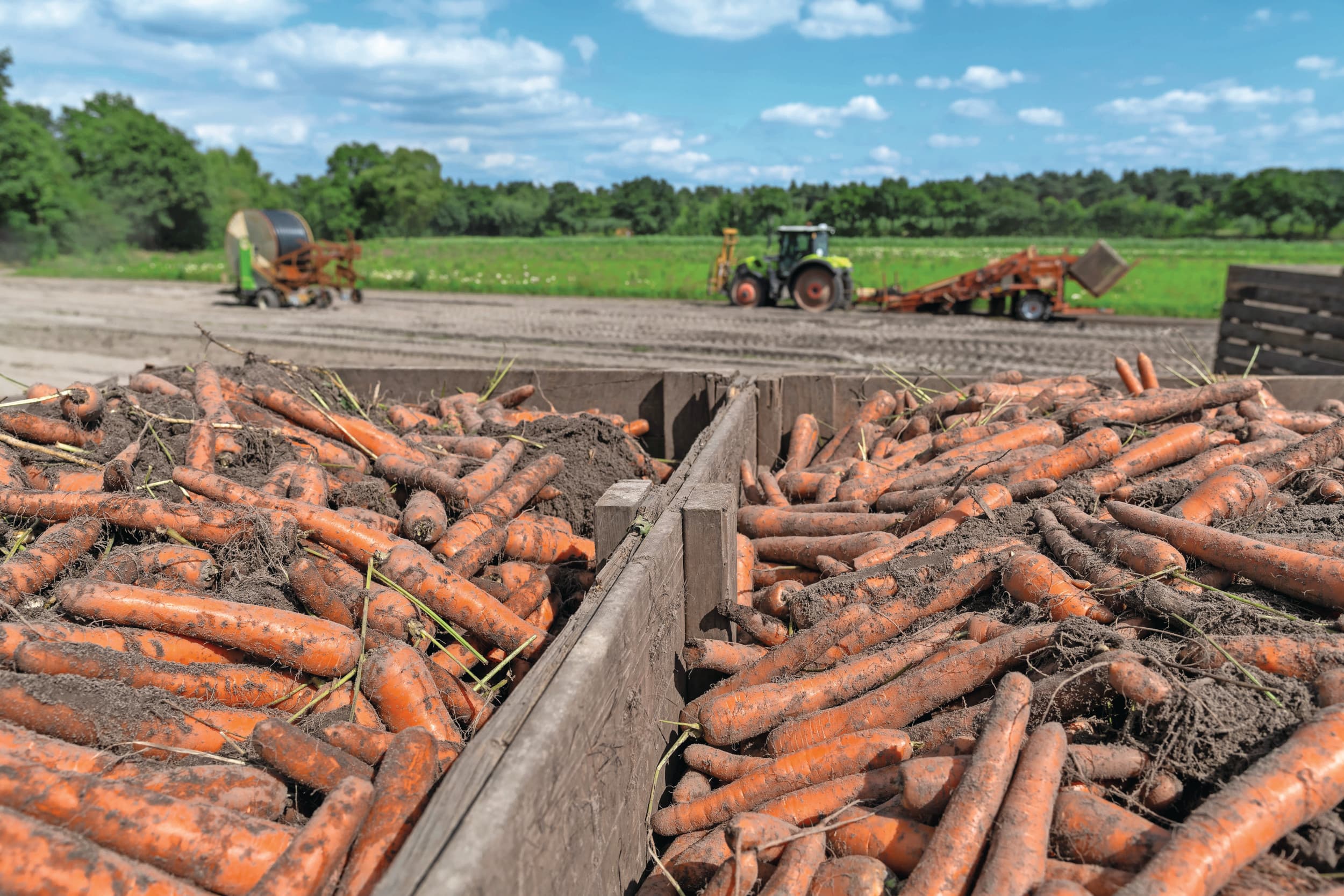 Oogst van peen in zomer 2025. Door hoge opbrengsten en ruime voorraden staat de prijs van gangbare peen onder druk, terwijl de kwaliteit van peen uit bewaring momenteel sterk wisselt. Foto: Bram Becks Fotografie