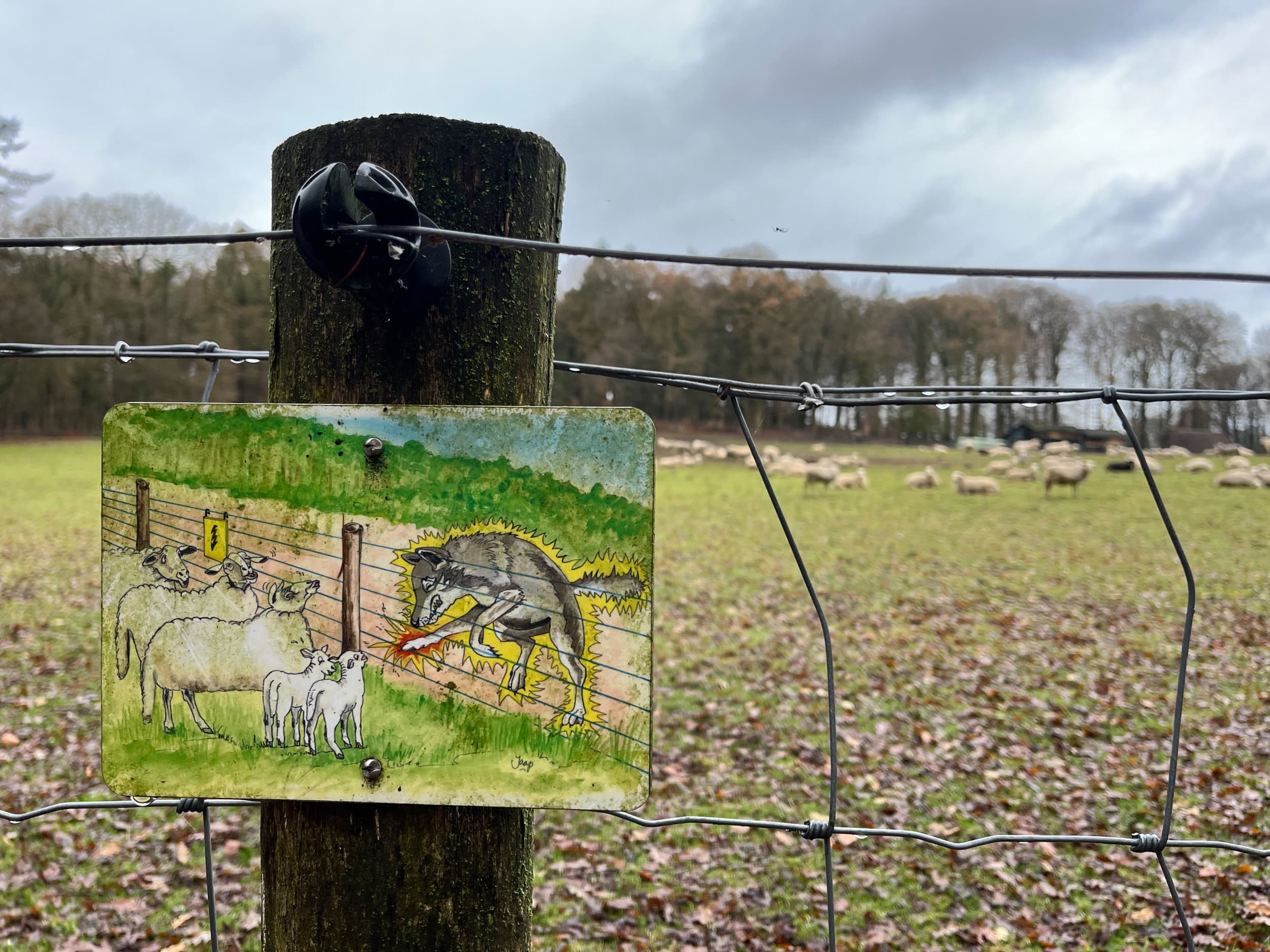 Wolfwerend raster. Wolven doodden in 2025 3.128 landbouwdieren. Foto: Jan Vullings