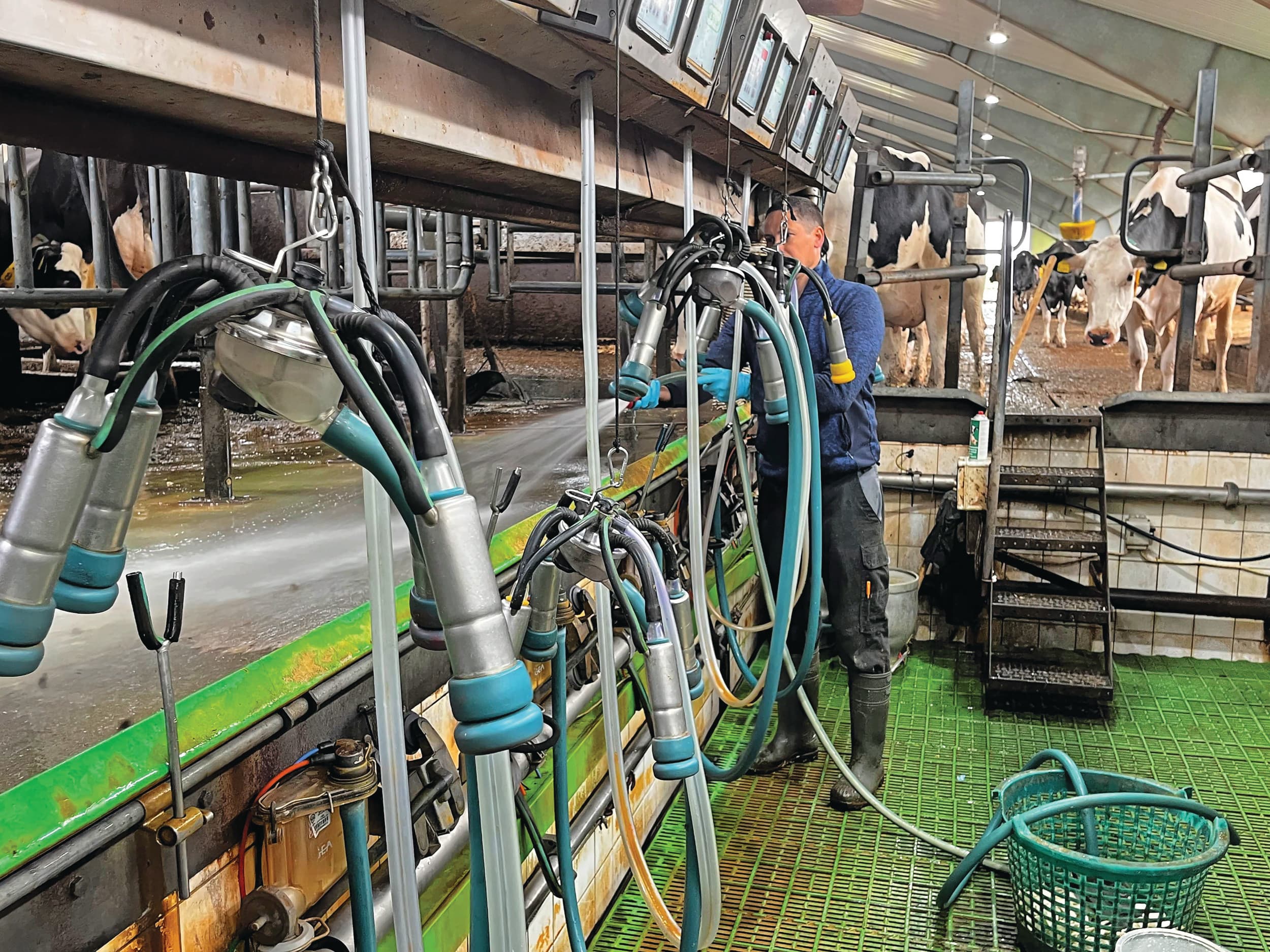 Hogere prijzen voor zuivelproducten doen de hoop op betere melkprijzen toenemen. Maar zover is het nog niet, waarschuwt Rabobank. Foto: Jacqueline Hermsen