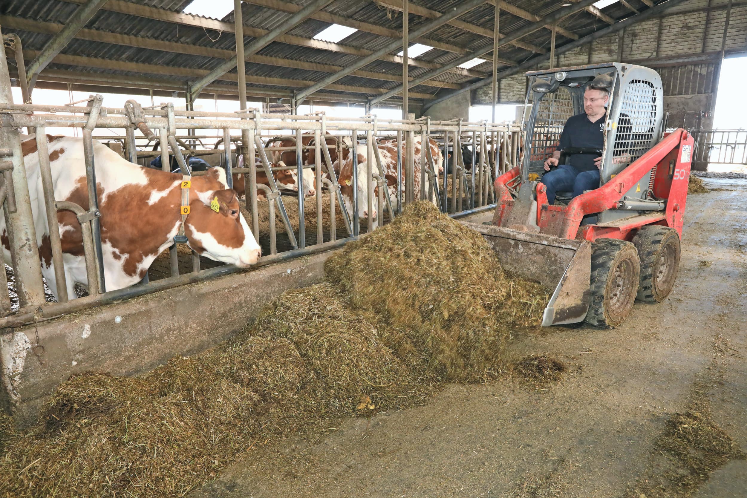 In de stal schuift Sander Tiecken met regelmaat het voer in de voergoot en ververst hij het. De koeien krijgen het betere deel van het kuilvoer. Ze geven op basis van veel ruwvoer zo’n 7.700 kilo melk per koe per jaar. Foto: Henk Riswick
