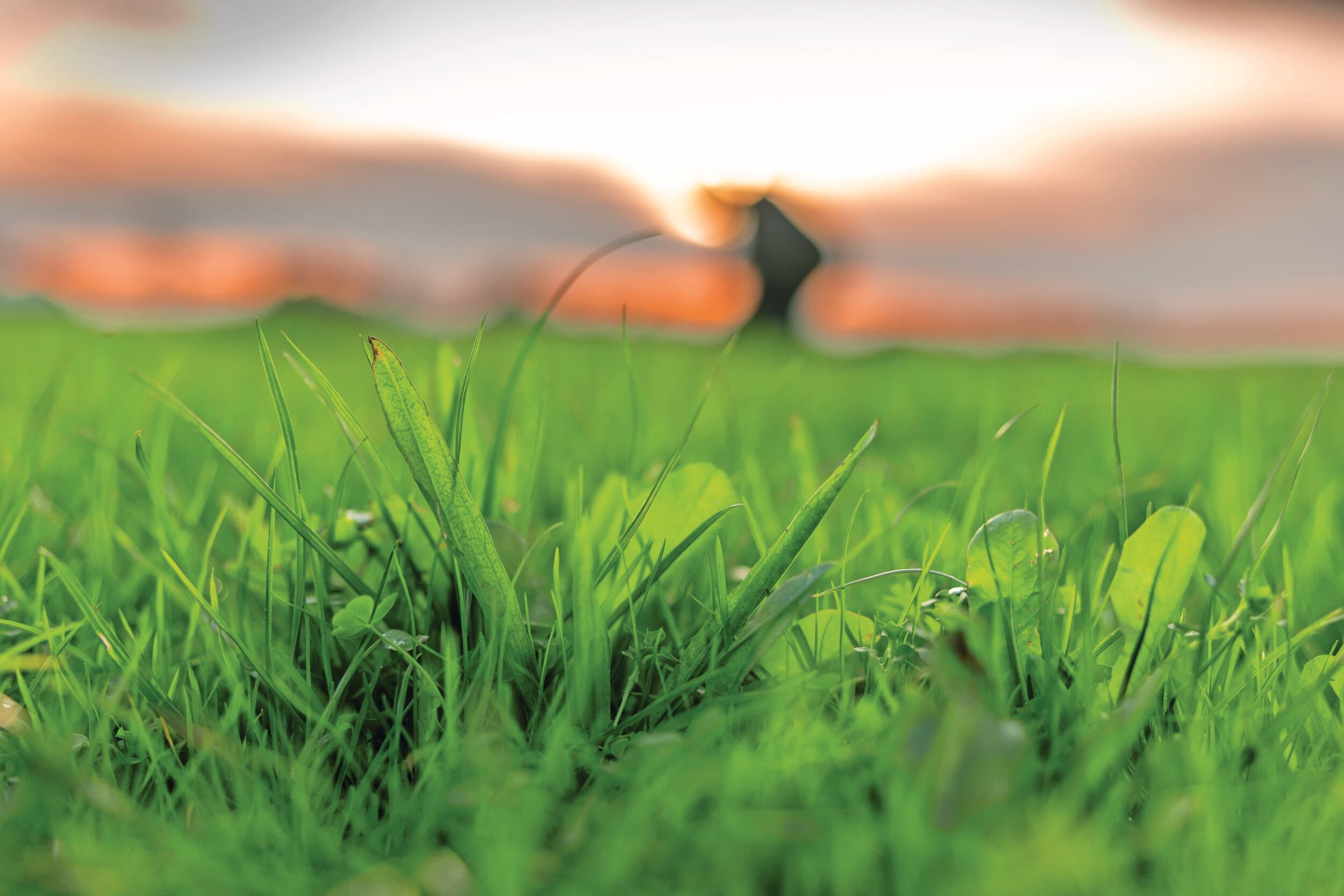 Grasseizoen starten? Zo stuur je op opbrengst en kwaliteit met bemesting, beweiding en graslandbeheer. Foto's: Mark Pasveer