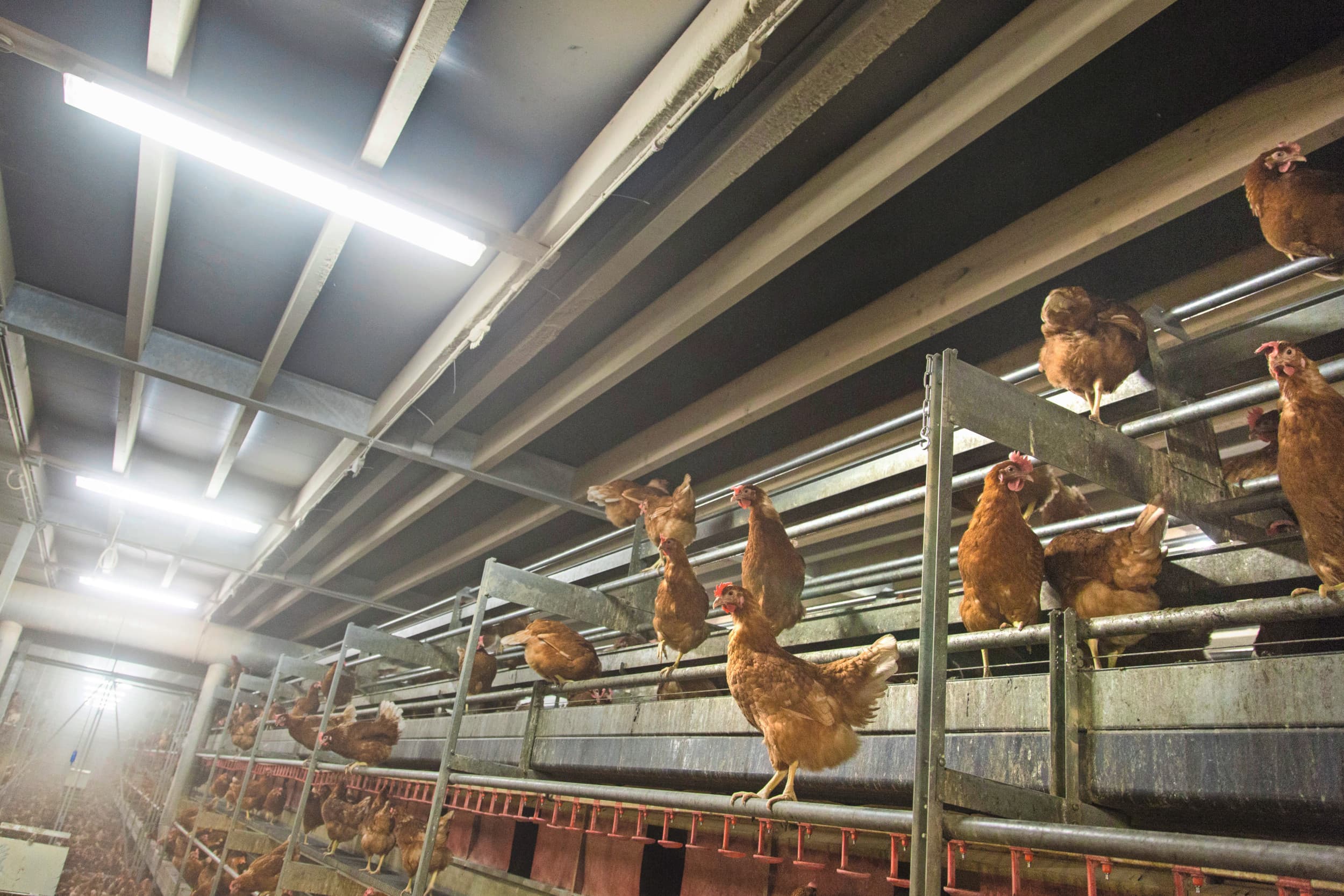 Onderzoek naar emissiebeperkende technieken in de pluimveehouderij. Foto: Koos Groenewold