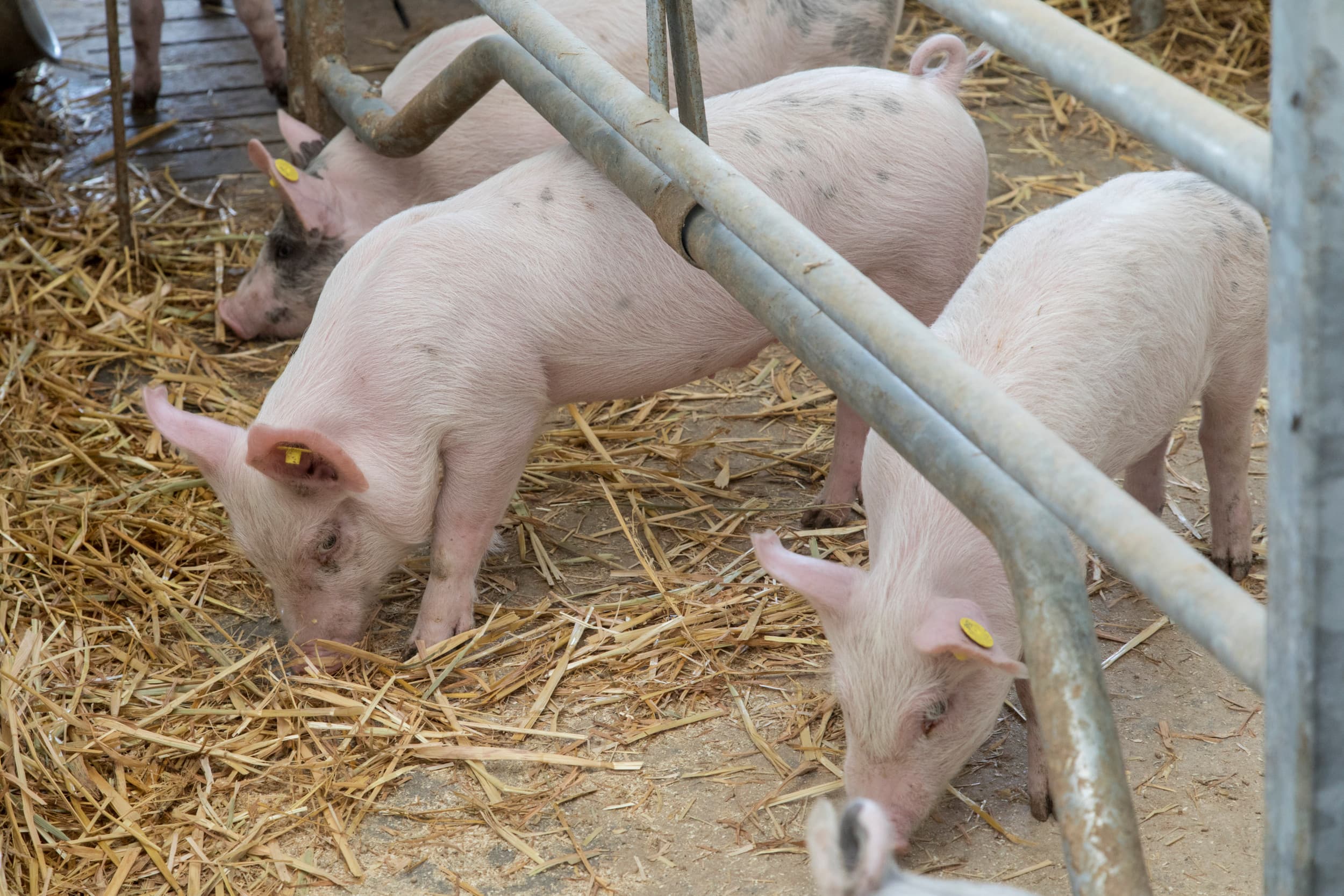 biologische varkens geld verdienen