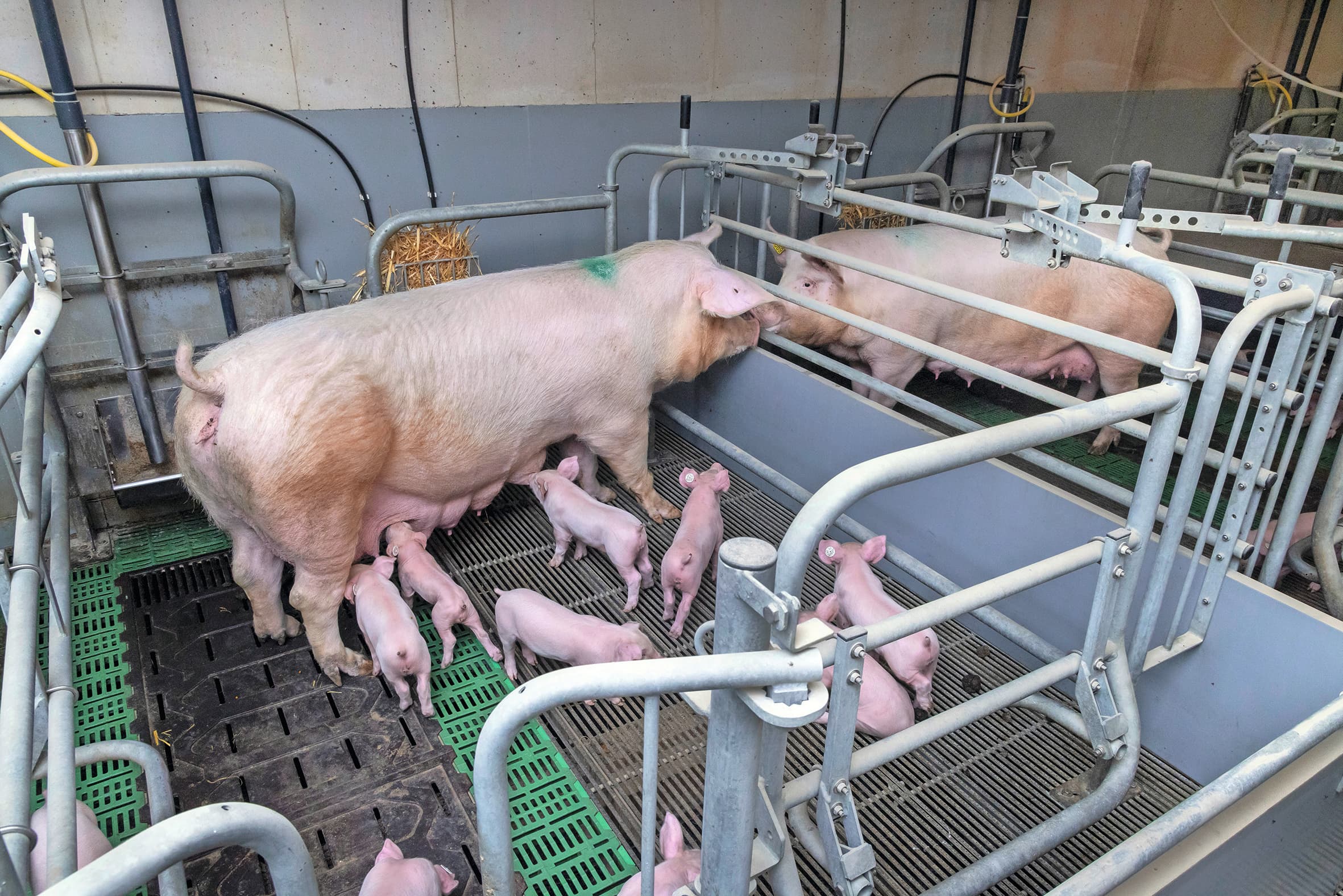 ISN: maatregelen hard nodig tegen krimp zeugenhouderij