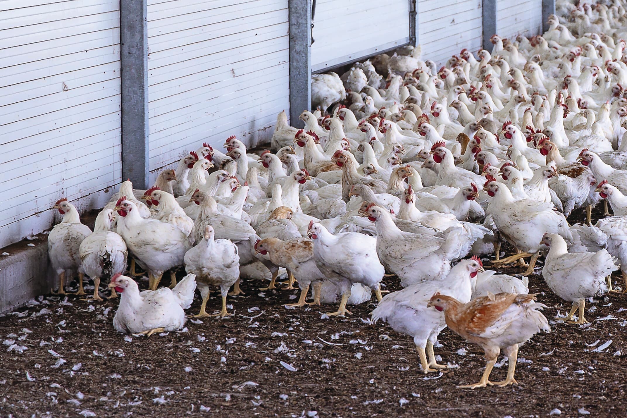 vaccinatie tegen vogelpest HPAI