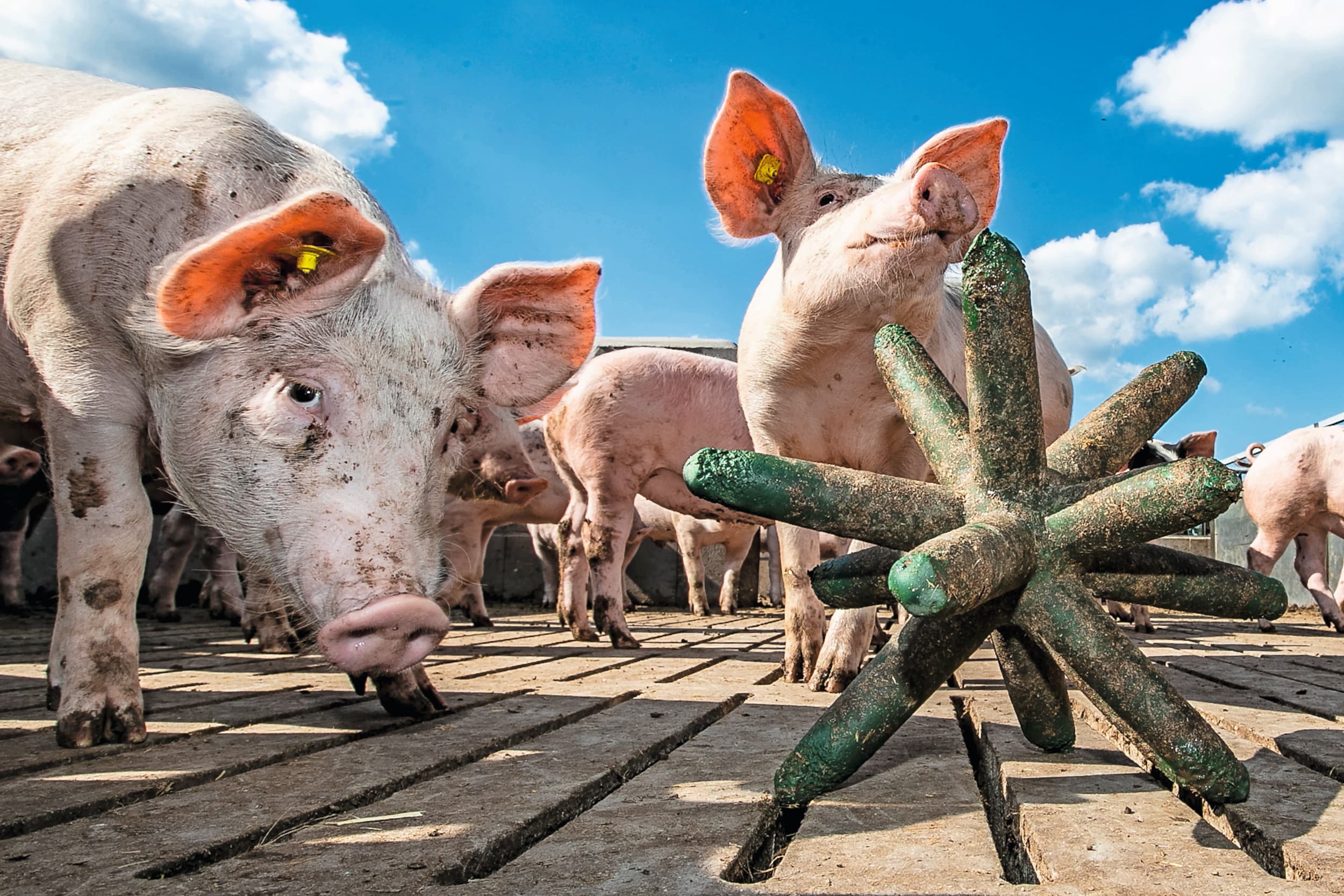 uitloop biologische varkens LBV-plus