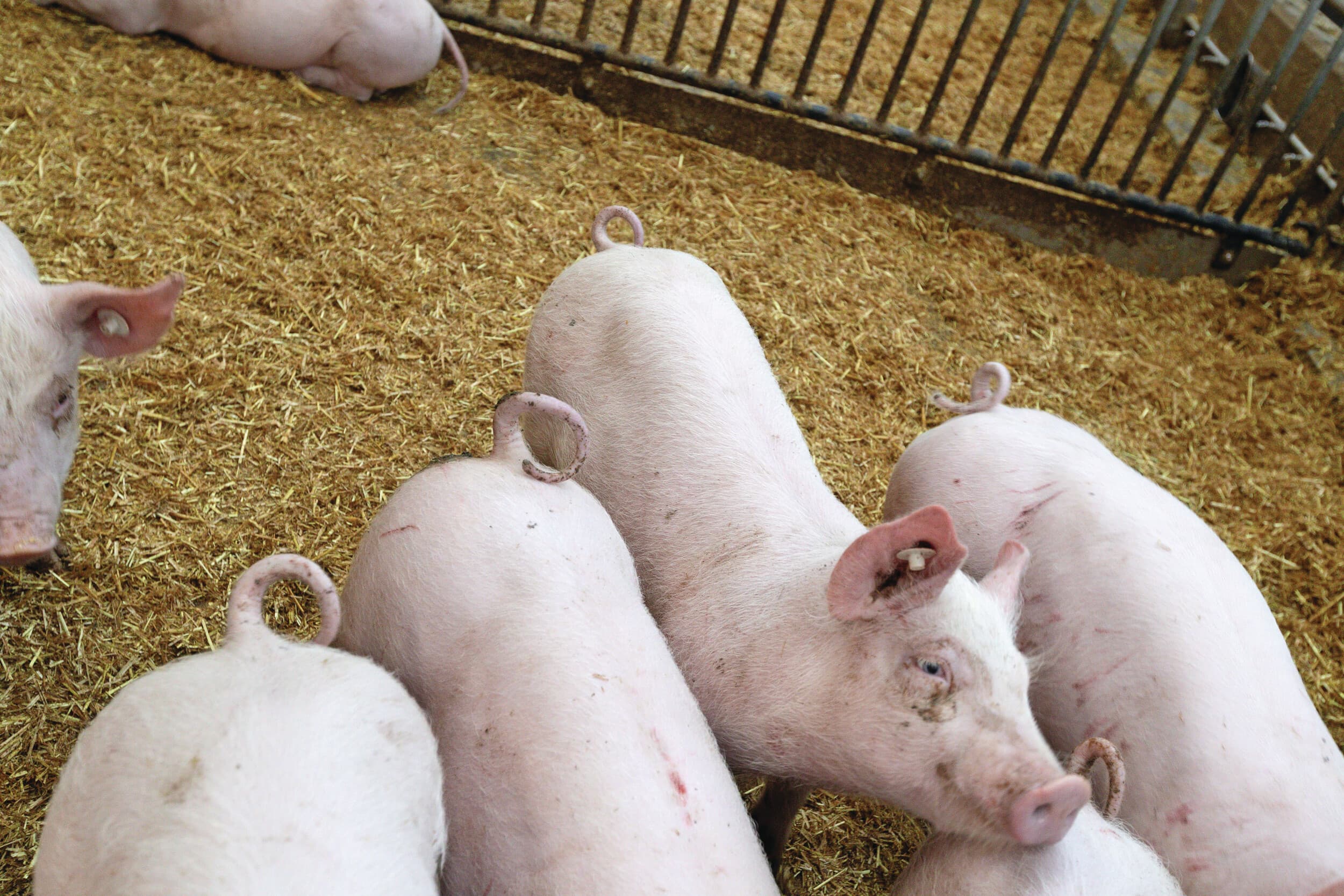 Vanaf april zal naar verwachting het aantal varkens met een intacte staart groeien dat bij Premium Food Group (PFG) aan de haak komt. Voor het beoordelen van de staartlengte wordt gebruikgemaakt van kunstmatige intelligentie. Foto: Ronald Hissink