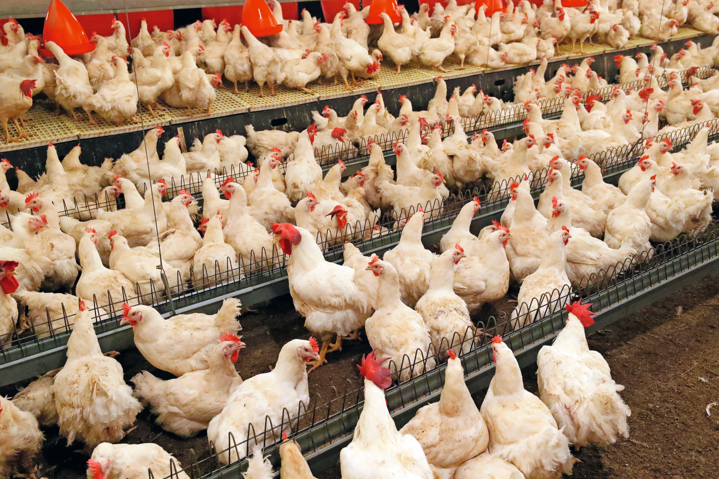 Het hanenmanagement verschilt per vleeskuikenouderdierenbedrijf. Zoveel vermeerderaars, zoveel werkwijzen. Steeds meer vermeerderaars zetten bij aanvang van de ronde minder hanen op. Foto: Bert Jansen