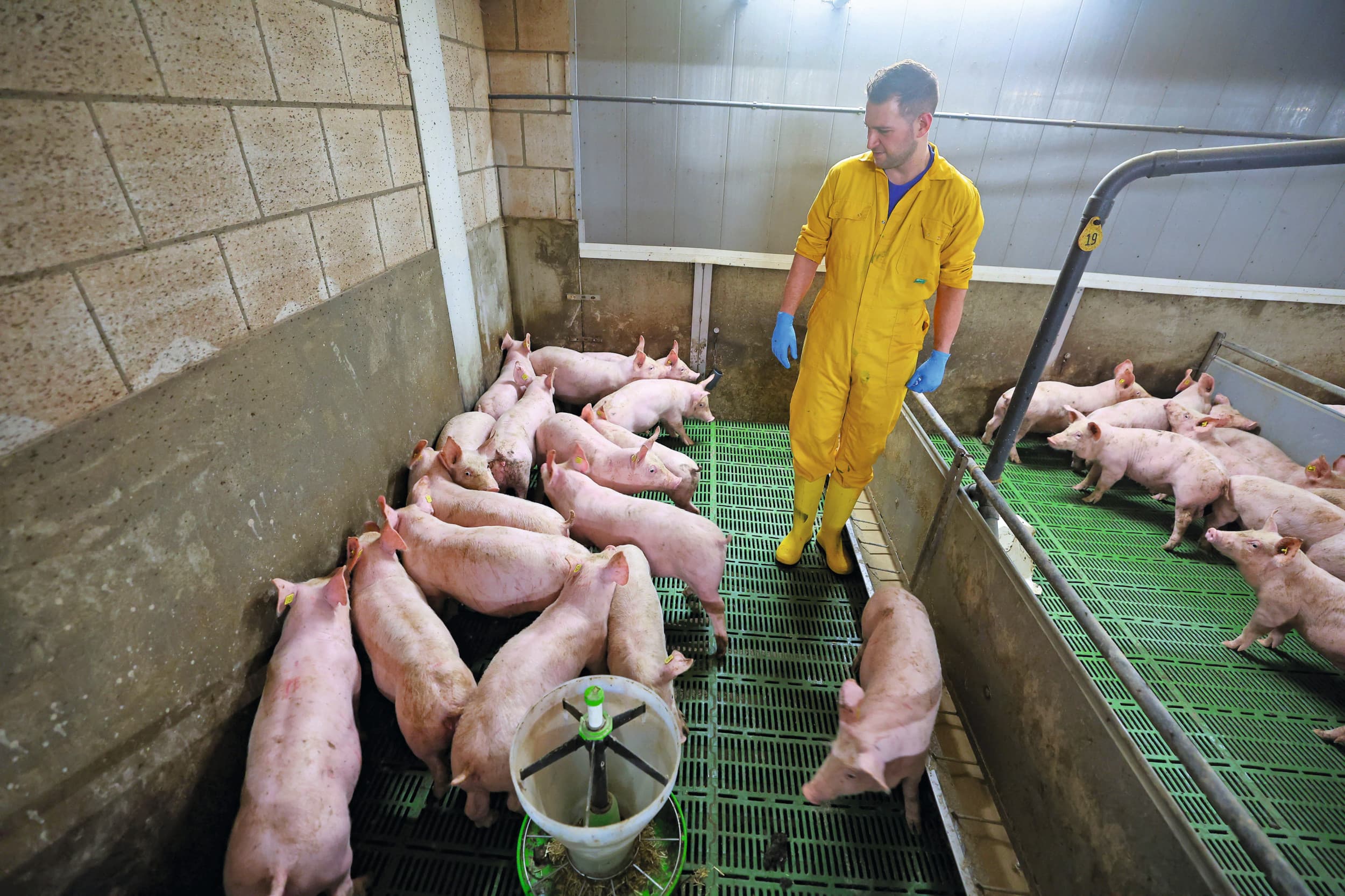 herstart SPF-zeugen biggenproductie Van Aert