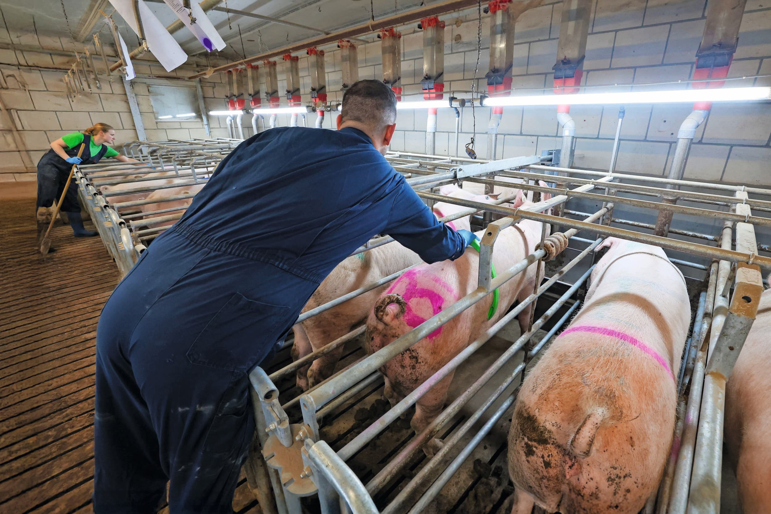 Voor een goede productie wordt veel aandacht geschonken aan het werk in de dekstal. Tweemaal per dag gaat een zoekbeer voor de zeugen langs. Geïnsemineerd wordt er met zogeheten excellent-sperma.