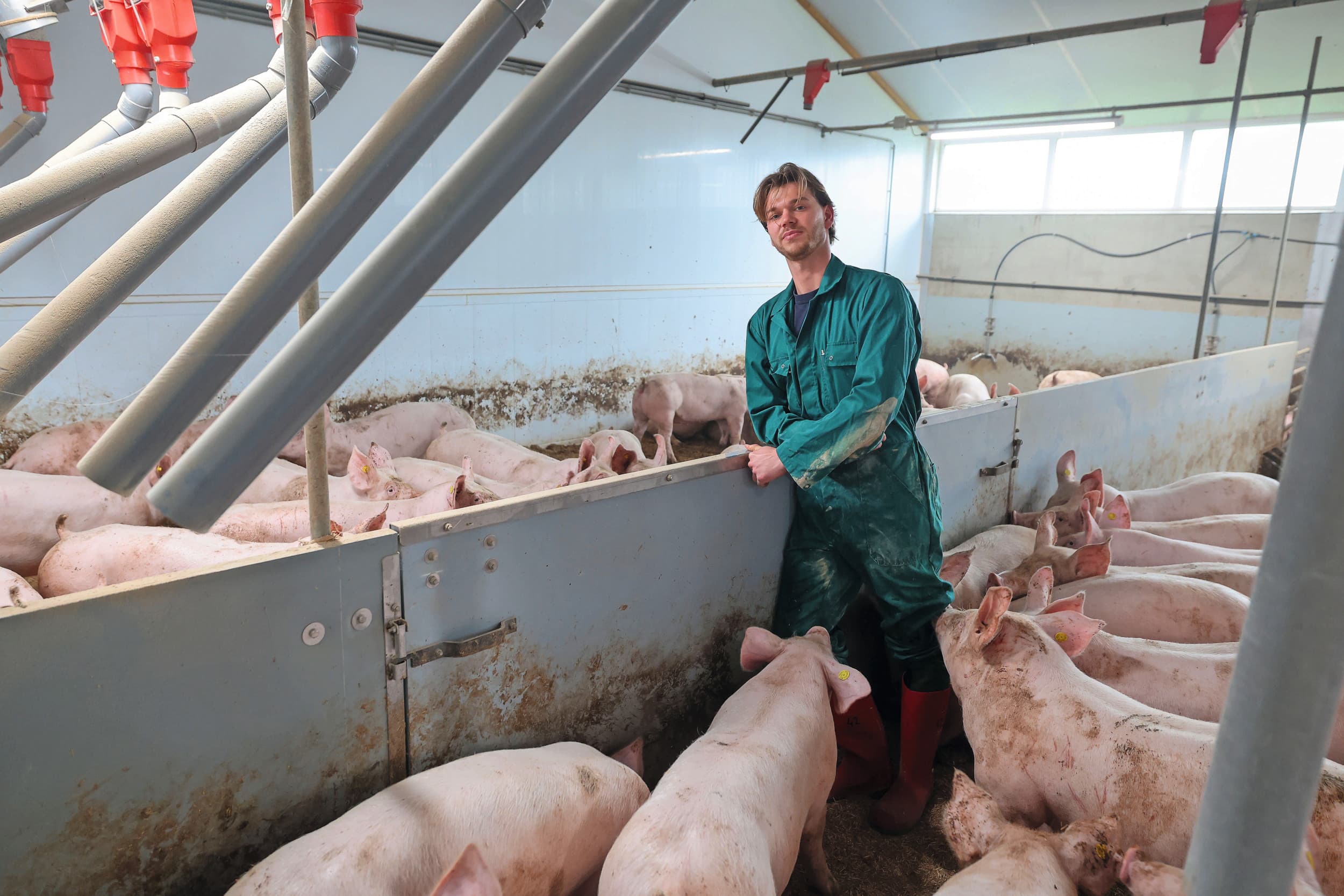 Daan Wouters (24) woont in Bladel (N.-Br.). Samen met zijn vader vormt Daan het bedrijf. Hun varkensbedrijf zit op drie locaties: in Bergeijk 830 vermeerderingszeugen, in Bladel 3.200 vleesvarkens en in Luyksgestel 5.500 vleesvarkens, waarvan 1.200 volgens het zelf ontwikkelde DIVA-concept (foto). Foto’s: Bert Jansen