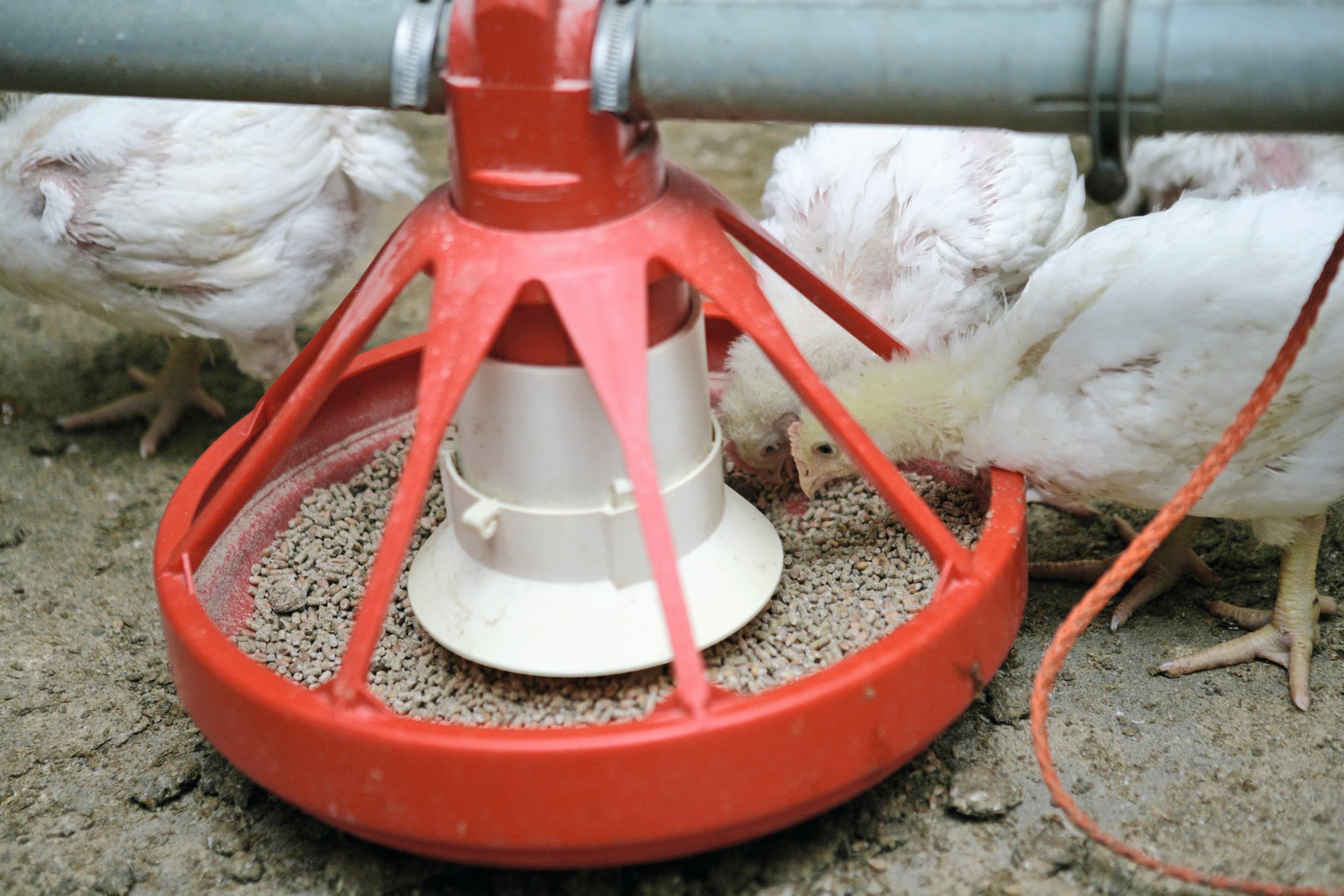 Naast tarwe is mais de andere grote energiedrager in pluimveevoer. Het aanbod van mais kampt echter nog altijd met krapte. Foto: Jan Willem Schouten