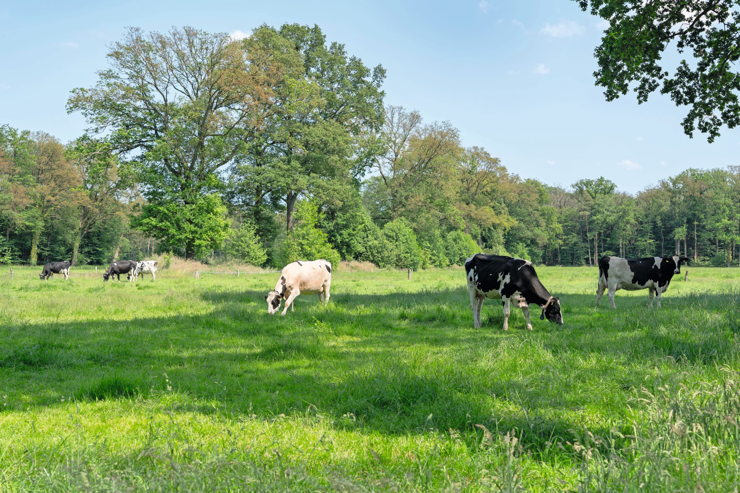 Stikstofneerslag natuur Nederland