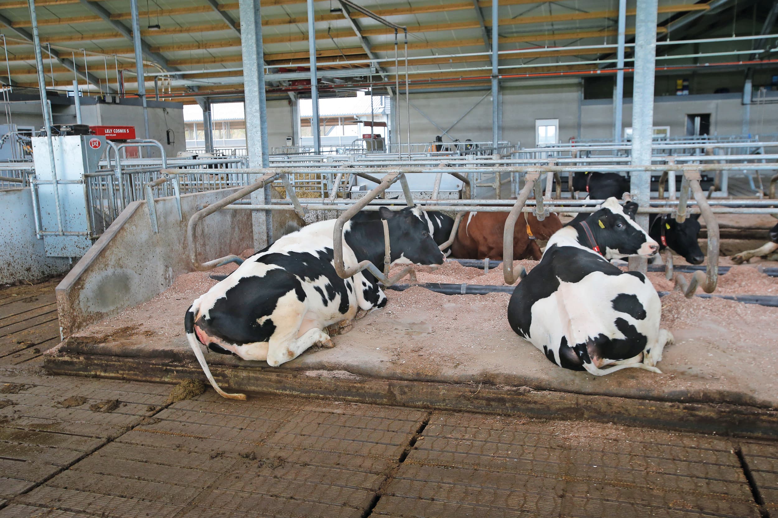 Provincie Noord-Brabant trekt op 1 juli latente stikstofruimte in. Volgens de provincie kunnen daardoor maximaal 700 veehouders worden geraakt. Foto: Bert Jansen