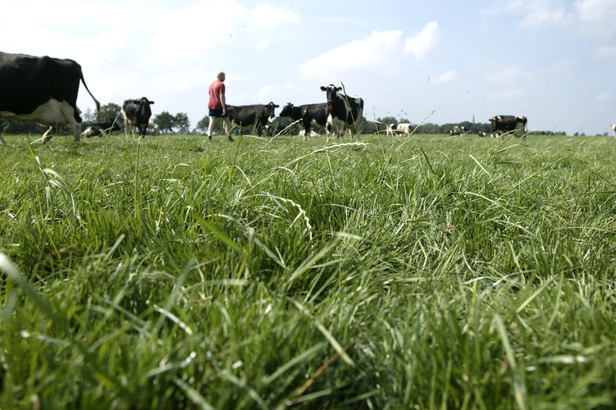 Columnist Hans Luijerink stelt dat het Nederlandse landbouwbeleid een duidelijke langetermijnvisie mist, terwijl moderne boerenbedrijven verdwijnen door opkoopregelingen en steeds strengere eisen. Foto: Mark Pasveer