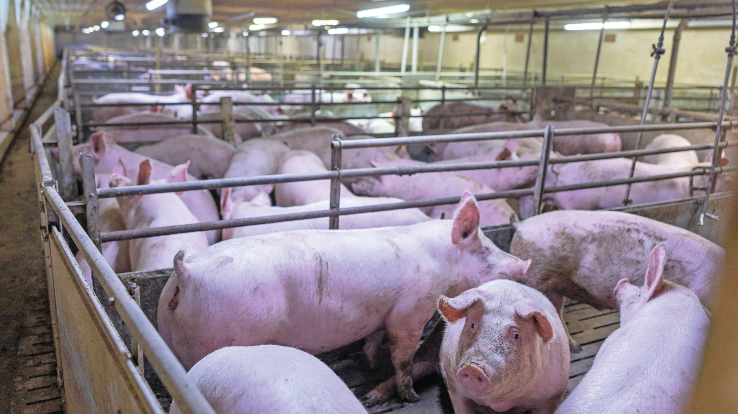 Het groeivermogen van vleesvarkens neemt enorm toe. Met name in de afmestfase groeien dieren als kool, zonder dat ze snel vervetten. De ontwikkeling in de fokkerij gaat snel. Foto: Mark Pasveer