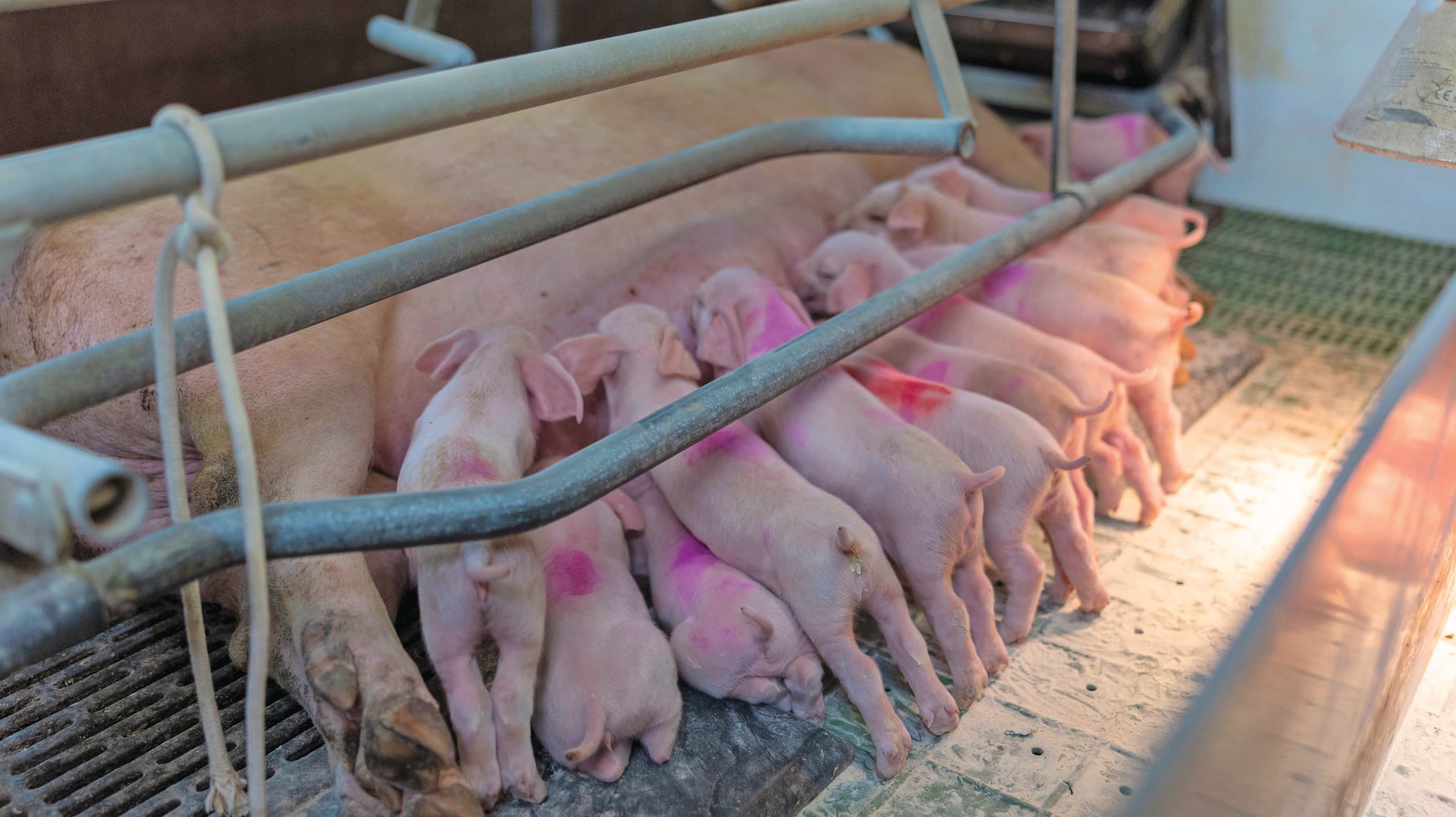 PRRS leidt tot veel productieverlies in de varkenssector. Volgens PIC loopt dit in Europa op tot €1,55 miljard per jaar. Foto: Mark Pasveer