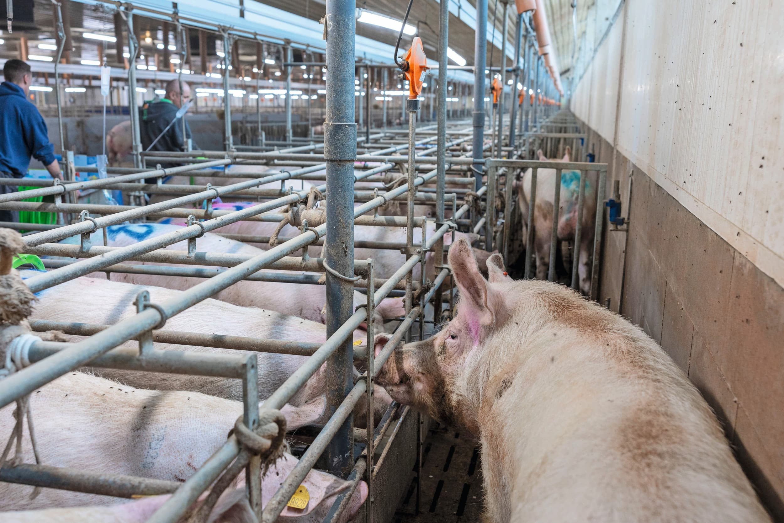 optimaal inseminatiemoment