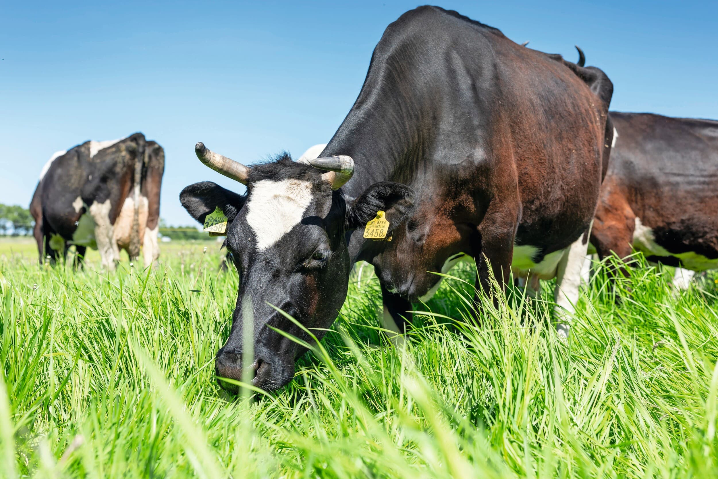 Extensief koeien houden combineren met natuur wordt de norm in zogeheten Maatschappelijke Landbouwgebieden, bijvoorbeeld overgangszones bij Natura 2000-gebieden. Hier geldt een veebezetting van maximaal 1,5 GVE per hectare. Foto: Mark Pasveer