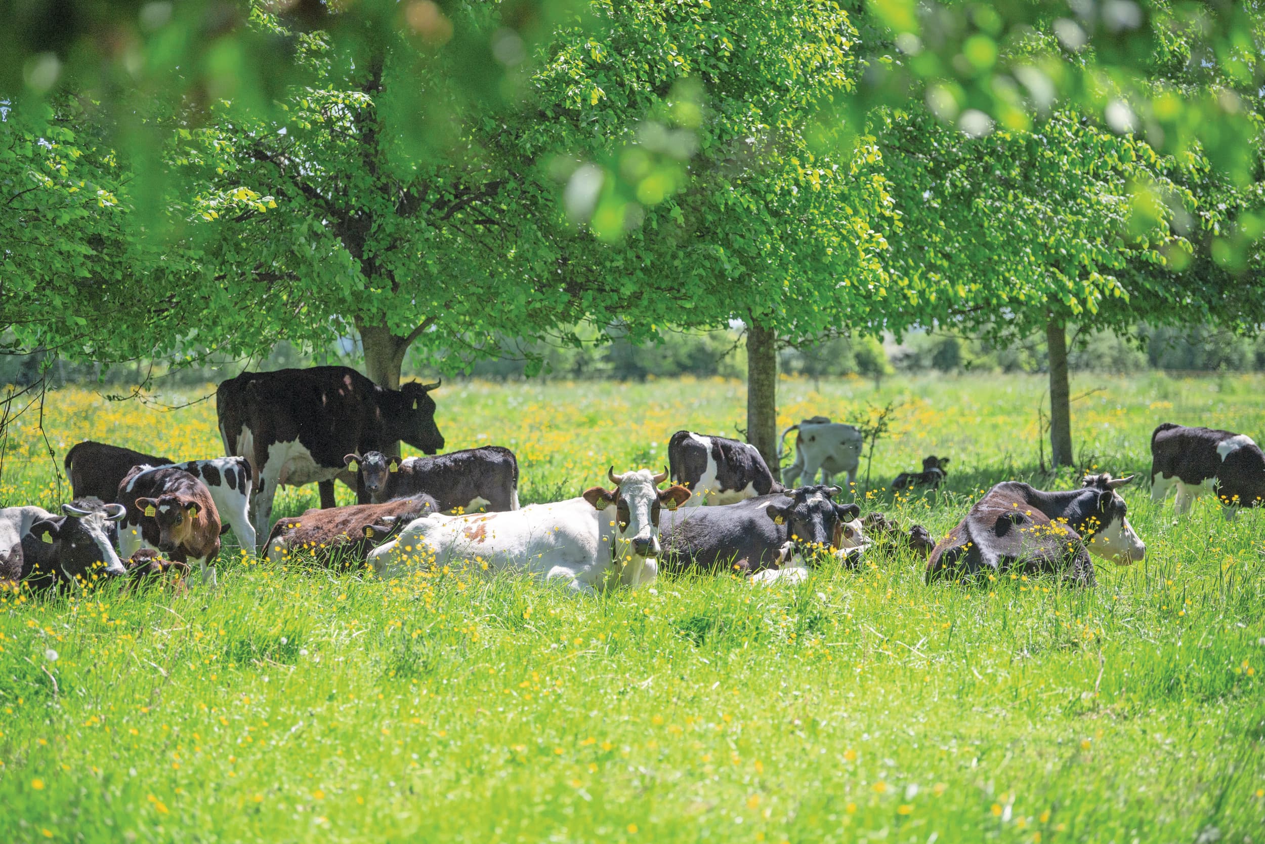 hoogdrachtige koeien melkveehouderij