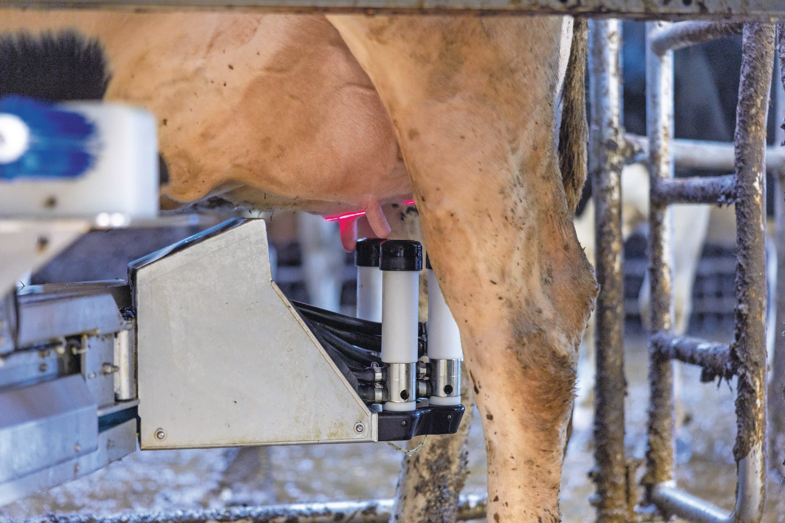 Een melkrobot aan het werk om een koe aan te sluiten en te melken. Foto: Mark Pasveer