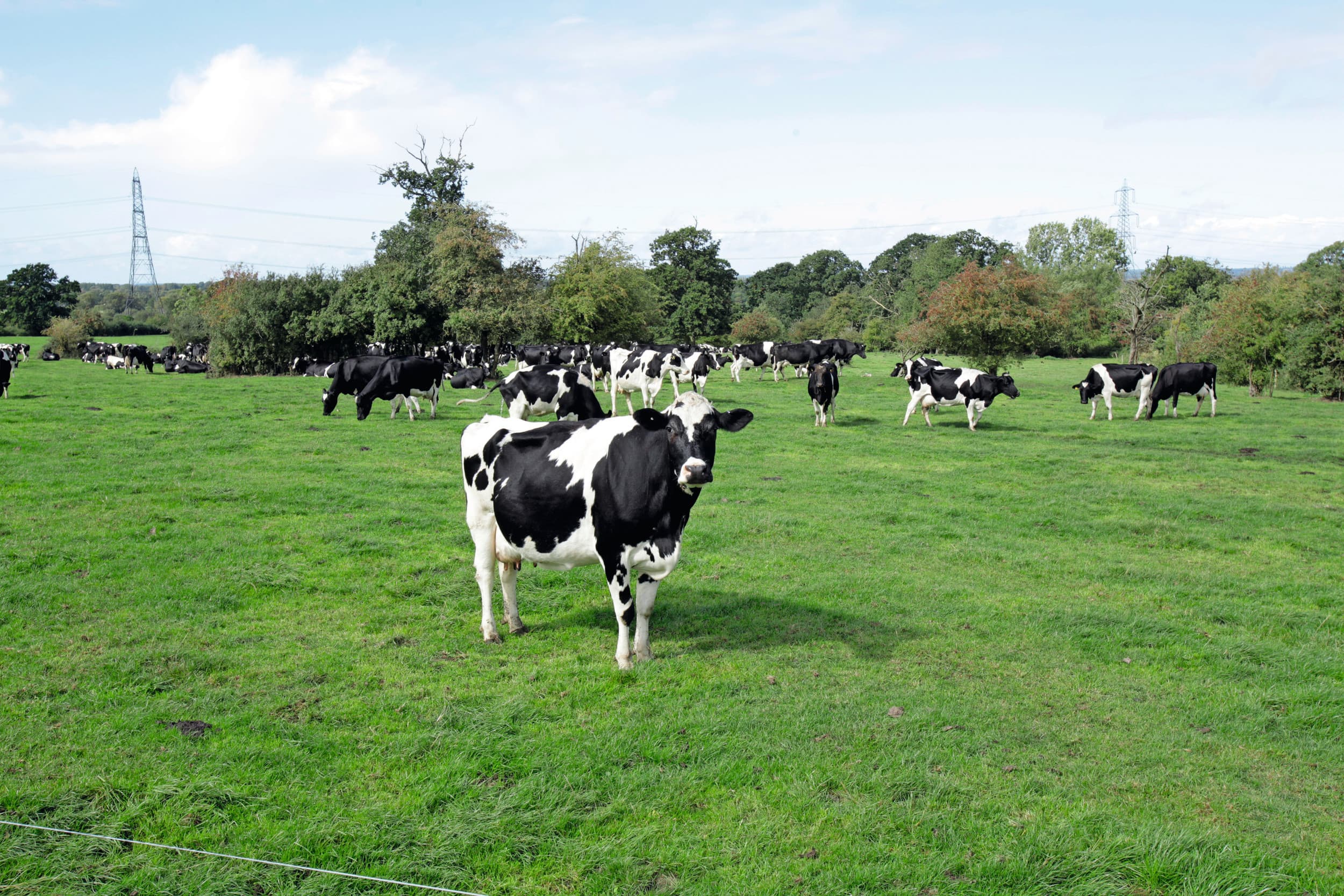 afbouw GLB-steun Engelse boeren