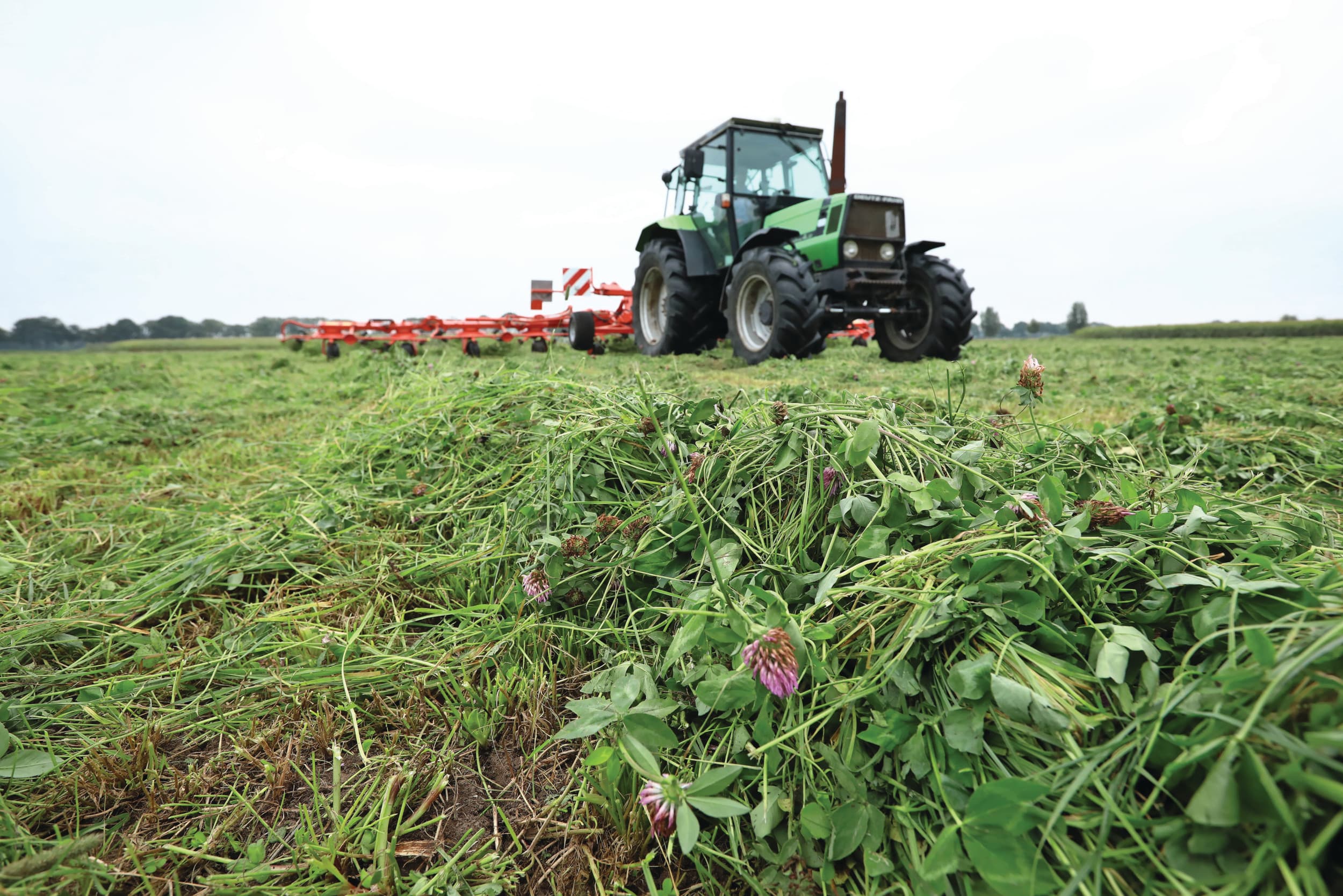 Gemaaide grasklaver. Alleen de maatregel gebruik van klaver in graspercelen is in het kader van emissievermindering direct kosteneffectief. Foto: Henk Riswick