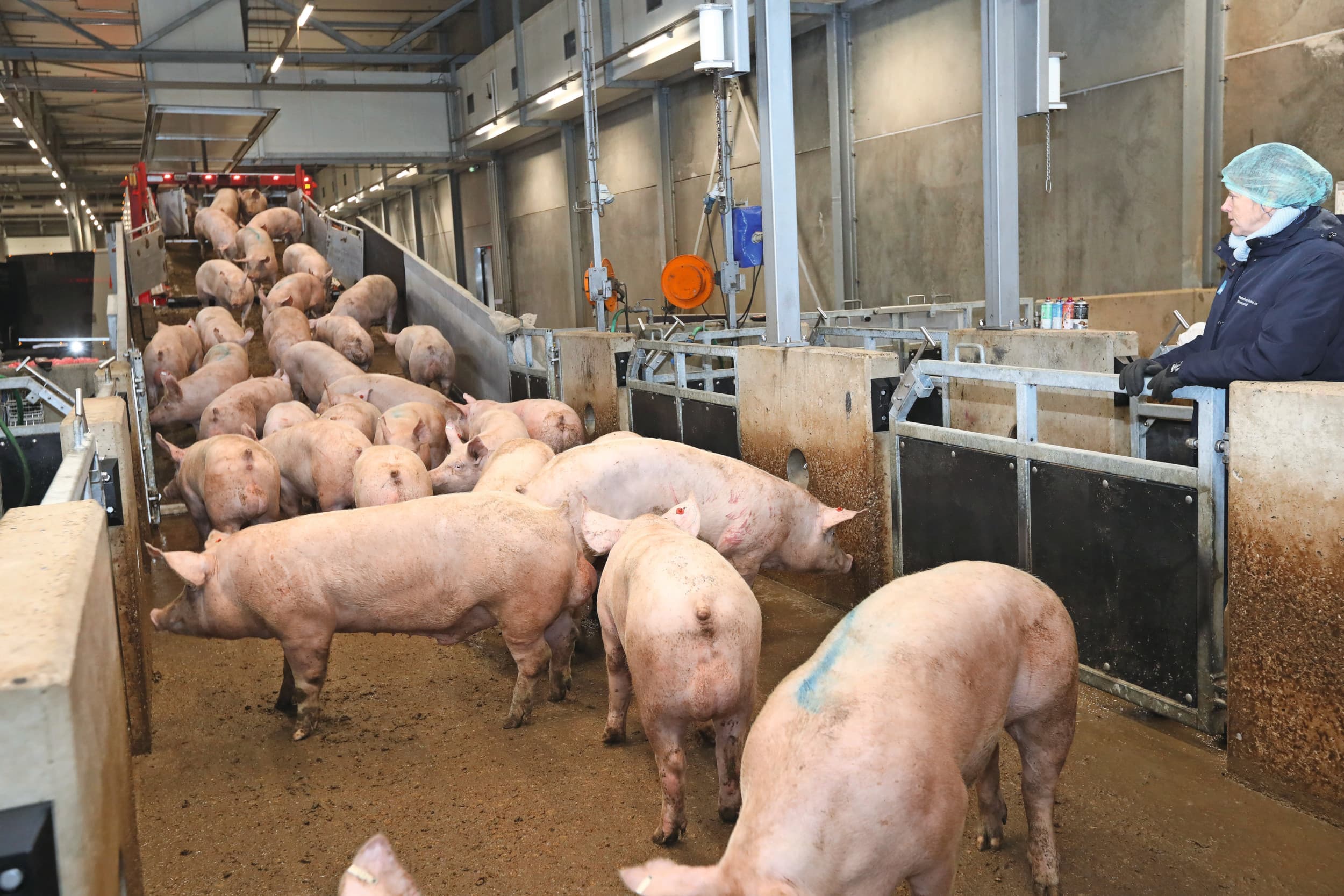 regionale slachthuizen verdwijnen