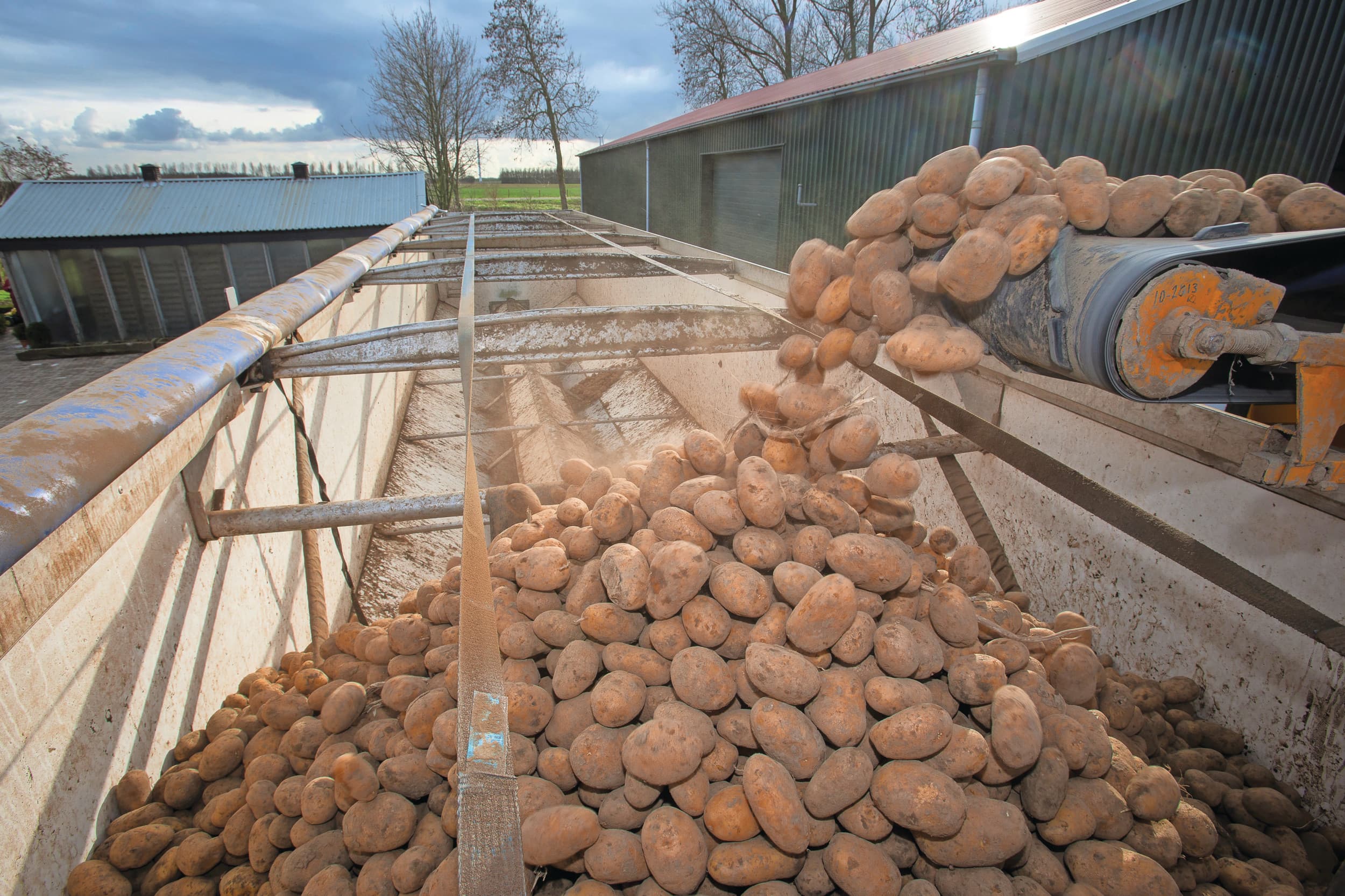 De grote voorraden en stagnerende afzet drukken zwaar op de aardappelmarkt. De notering voor voeraardappelen is aan de onderkant inmiddels zo laag dat telers moeten bijbetalen voor het ophalen van hun oogst. Foto: Peter Roek