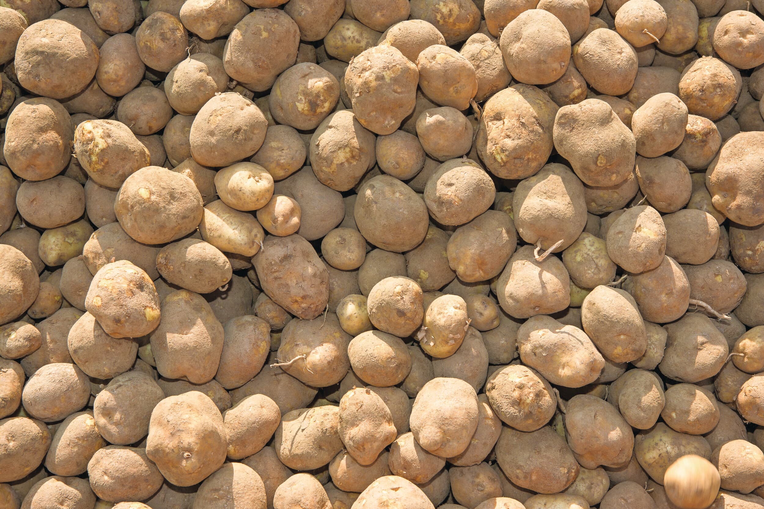 overschot aardappelen België