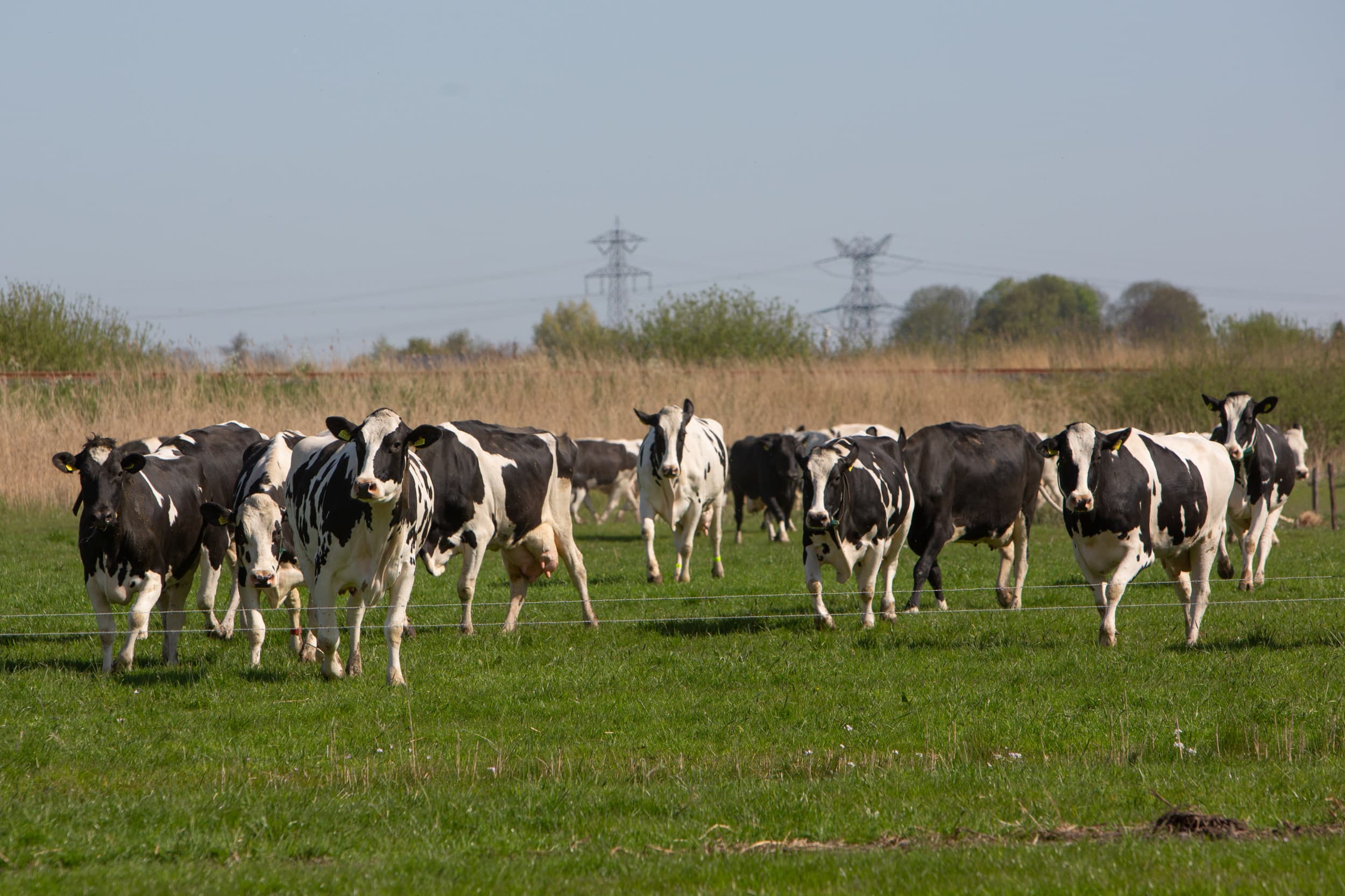 Melkveehouders kunnen met de best beschikbare techniek hun uitstoot verlagen. Foto: Peter Roek