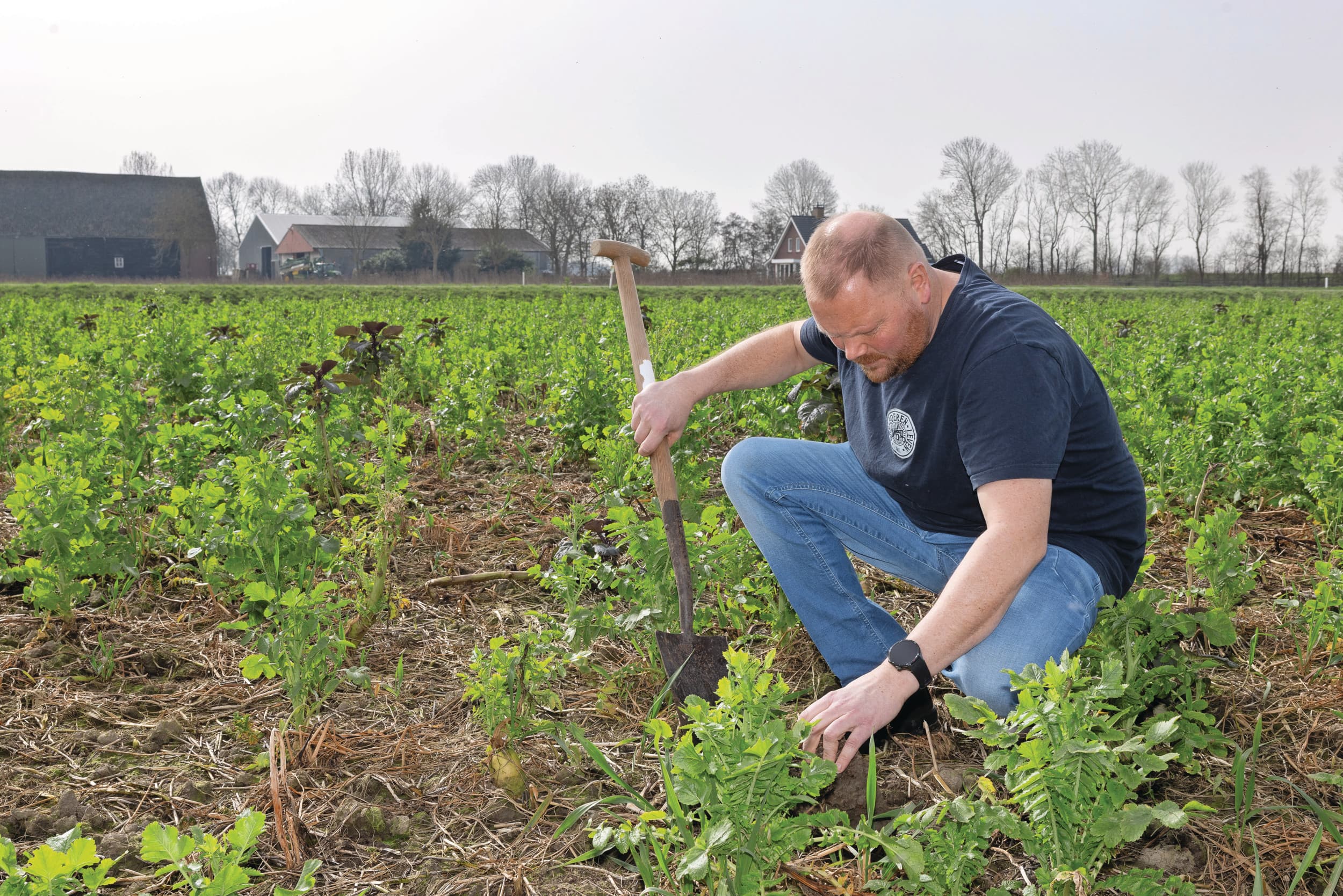 Kooijman gaat op zoek naar bodemleven onder de groenbemester Betamax. Dat is snel gevonden: in één schep grond zitten al verschillende wormen. Op dit perceel komen later suikerbieten te staan. Foto's: Peter Roek
