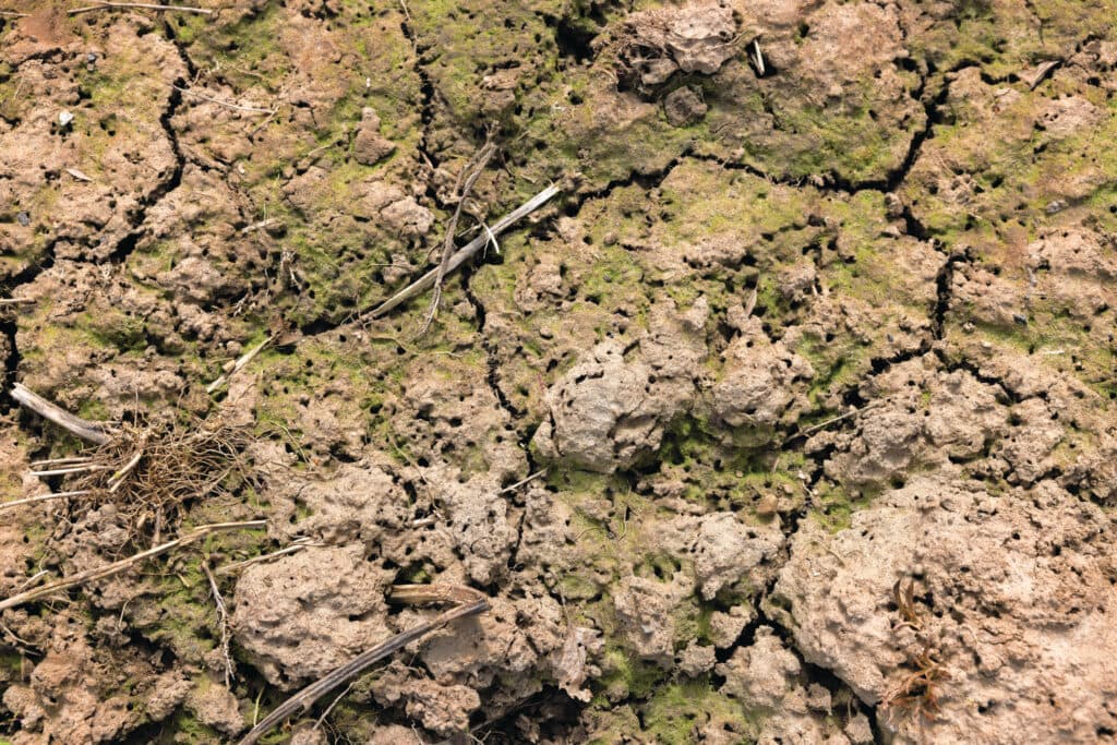 In de bodem van een stuk braakliggende grond in de patrijzenrand zitten heel veel kleine gaatjes. Die zijn afkomstig van wormen die organische materialen de bodem intrekken. Het is nuttig voor de bodemstructuur.