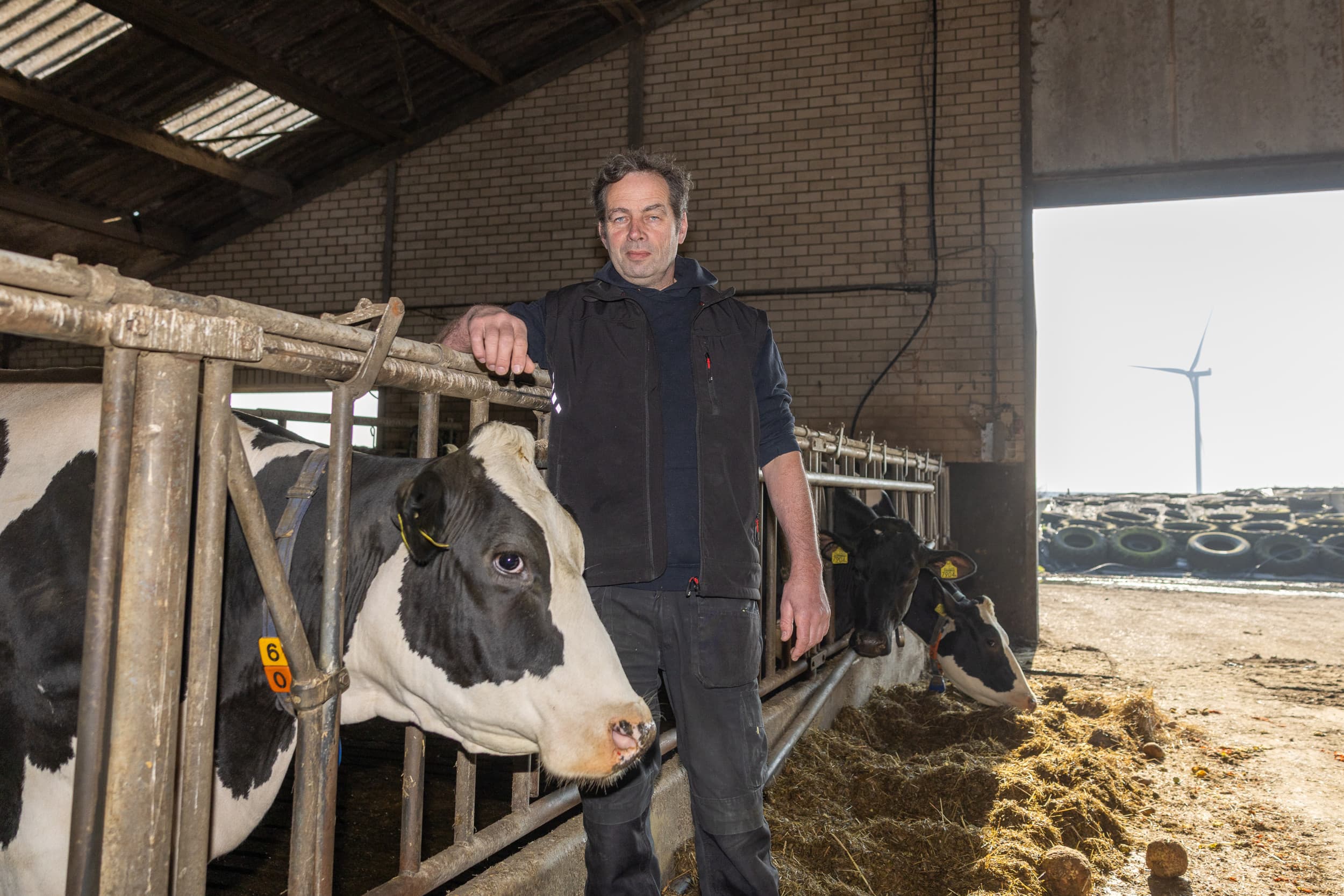 424583 Melkveehouder André van den Oudenrijn in Ooltgensplaat. Foto: André van den Oudenrijn (56) in zijn stal met op de achtergrond een windmolen. Voor bij artikel over zwermstroom. Foto’s: Peter Roek