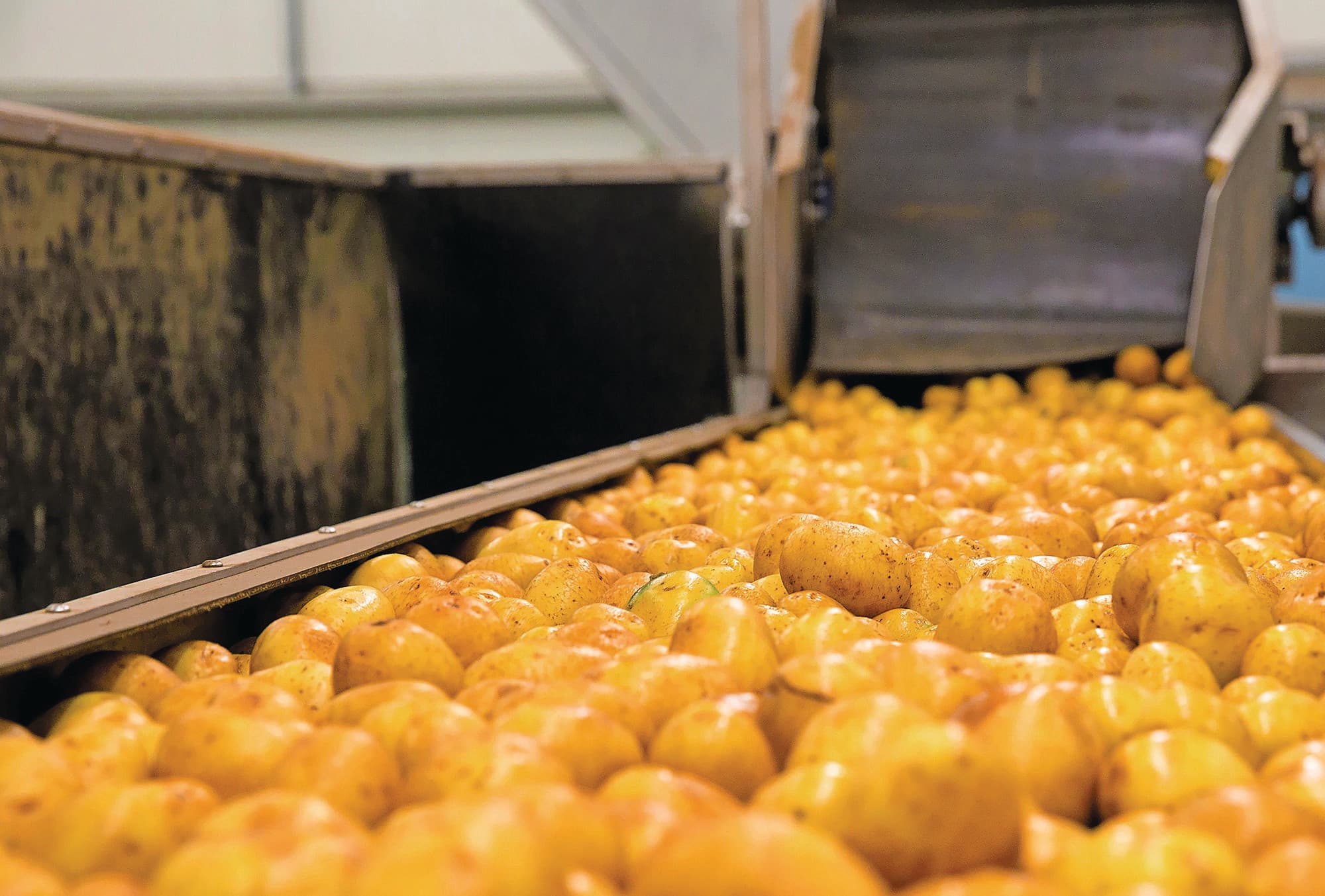 Fritesfabrieken verwerkten in februari nog minder aardappelen dan in januari. Zelfs tijdens de coronacrisis werden er in februari meer aardappelen verwerkt dan dit jaar. Foto: Vavi