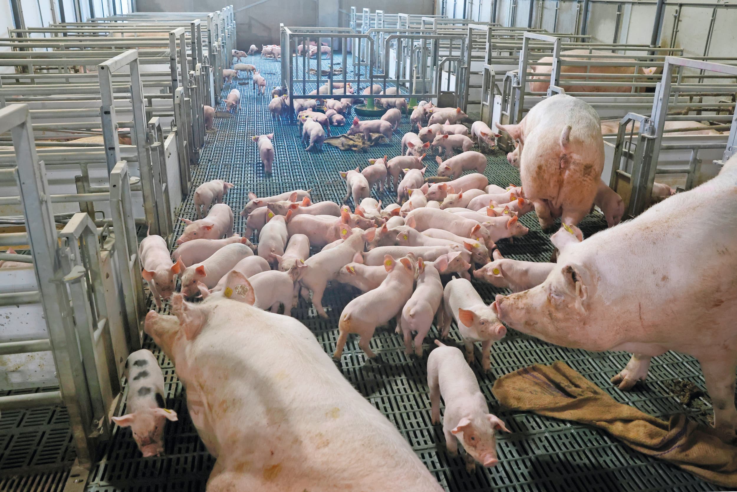 Een vrijloopstal met zeugen en biggen. Op termijn moeten alle varkenshouders over op vrijloopstallen. De nieuwe Autoriteit Dierwaardige Veehouderij moet monitoren of dat gebeurt en of de kosten voor dierenwelzijnsmaatregelen worden vergoed. Foto: Ton Kastermans