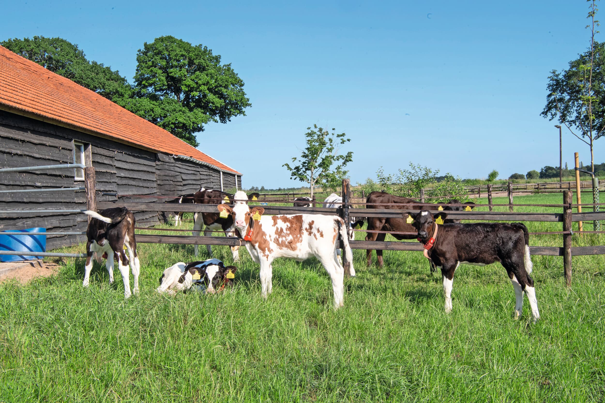 Een eigen, vaste weide voor kalveren waar geen andere dieren komen of die niet wordt bemest, geldt in de regel als ‘schoon’. Foto: Frank Uylenbroek