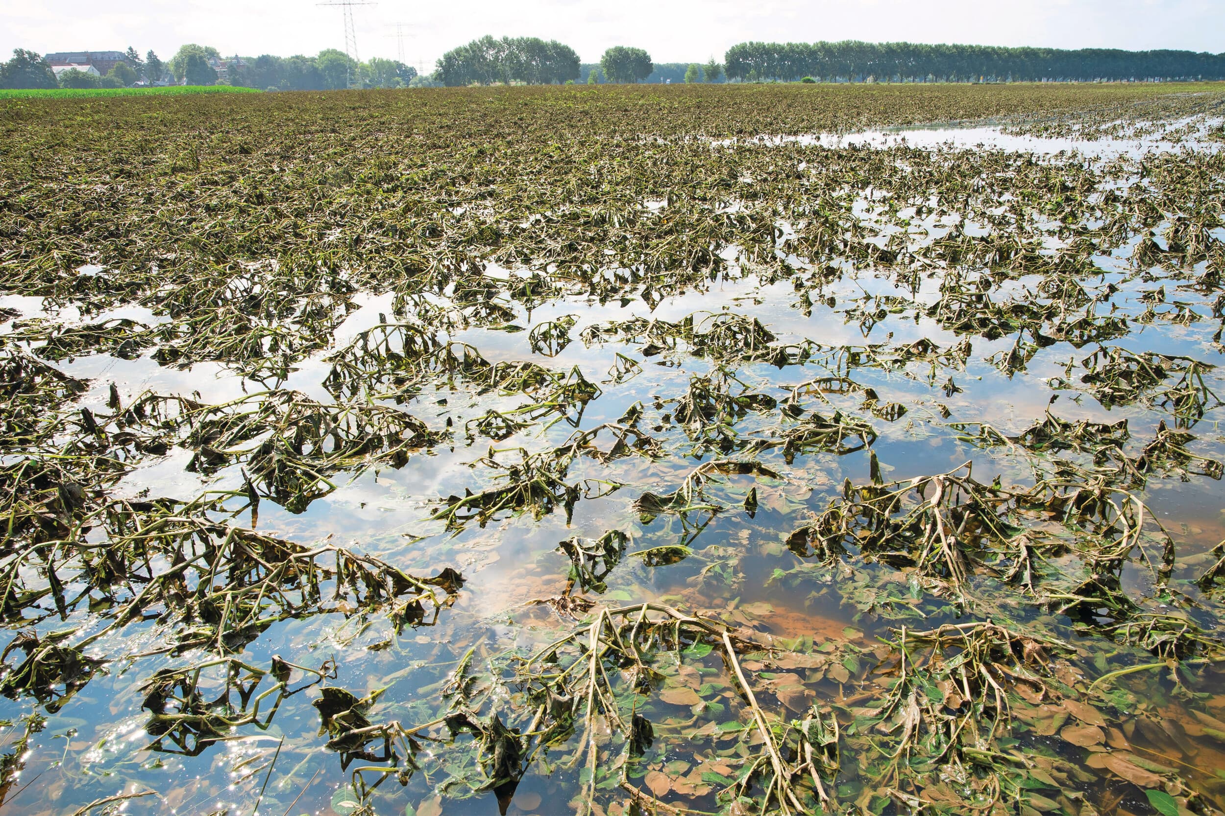 Waterschade op een perceel in Limburg, juli 2021. Foto: Twan Wiermans