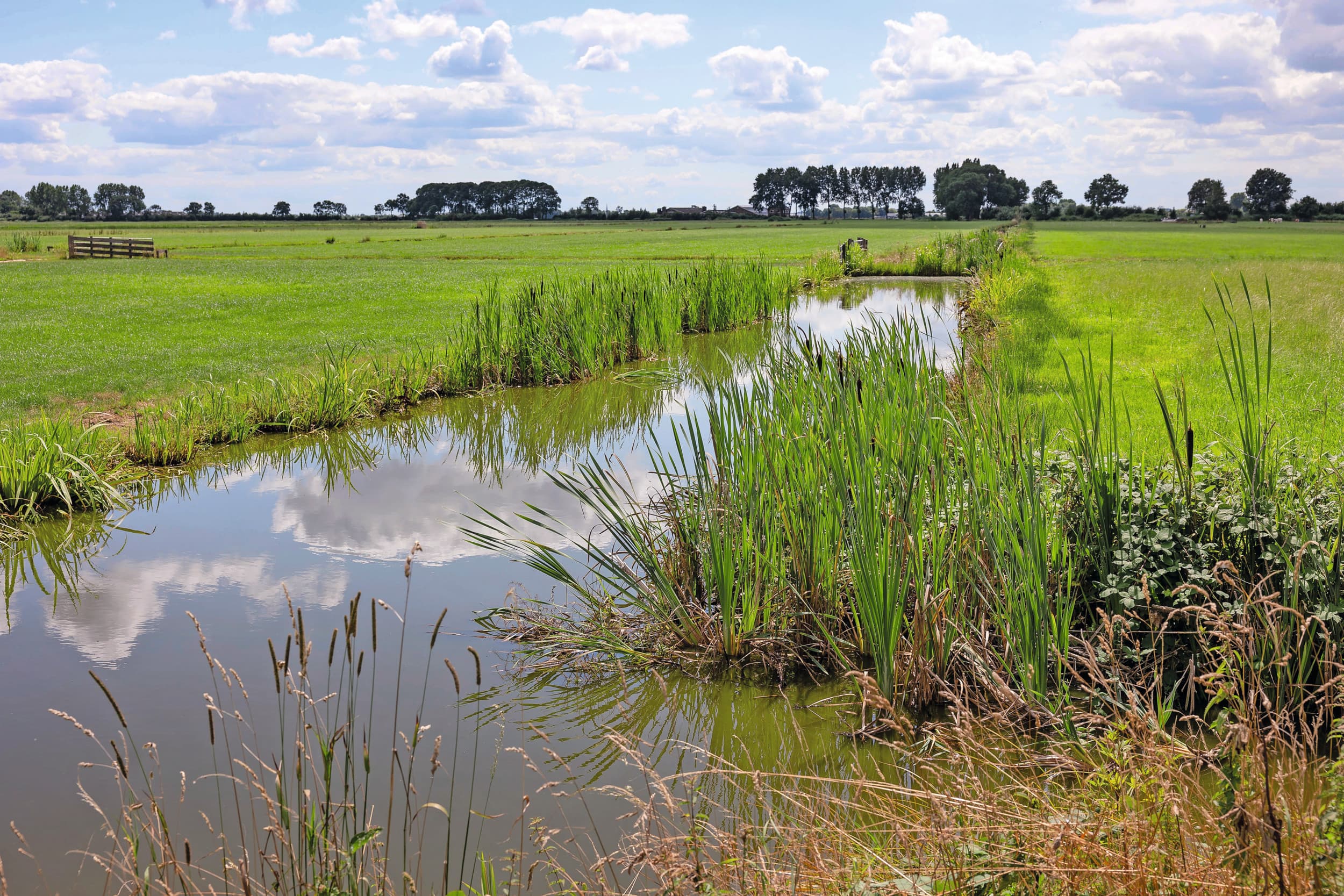 Met hogere waterpeilen in veenweidegebieden neemt het risico op leverbot toe. Het project Wijs met Wormen zoekt naar manieren om de infectiedruk beter te beheersen. Foto: Herbert Wiggerman